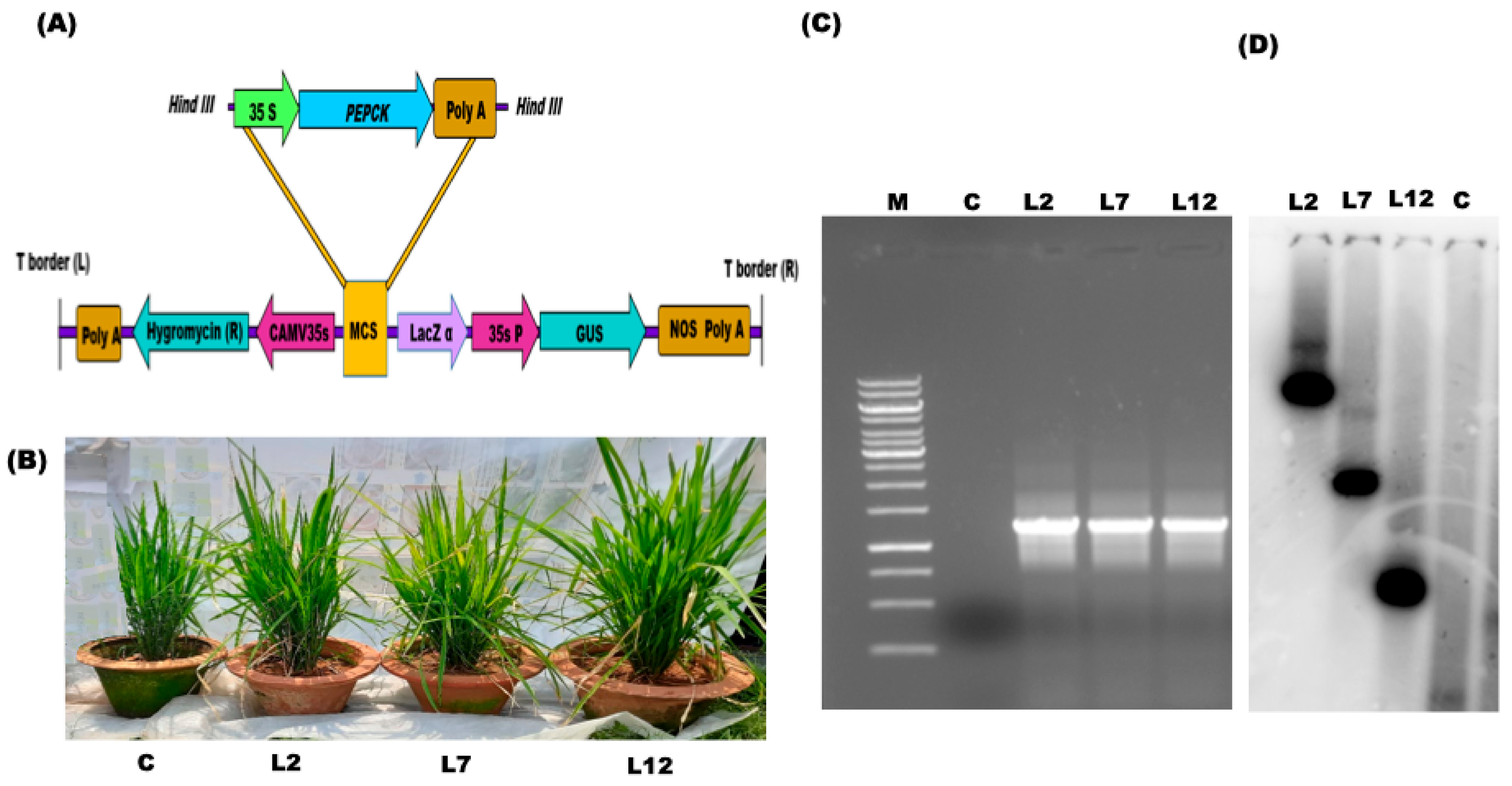 Preprints 202493 g001