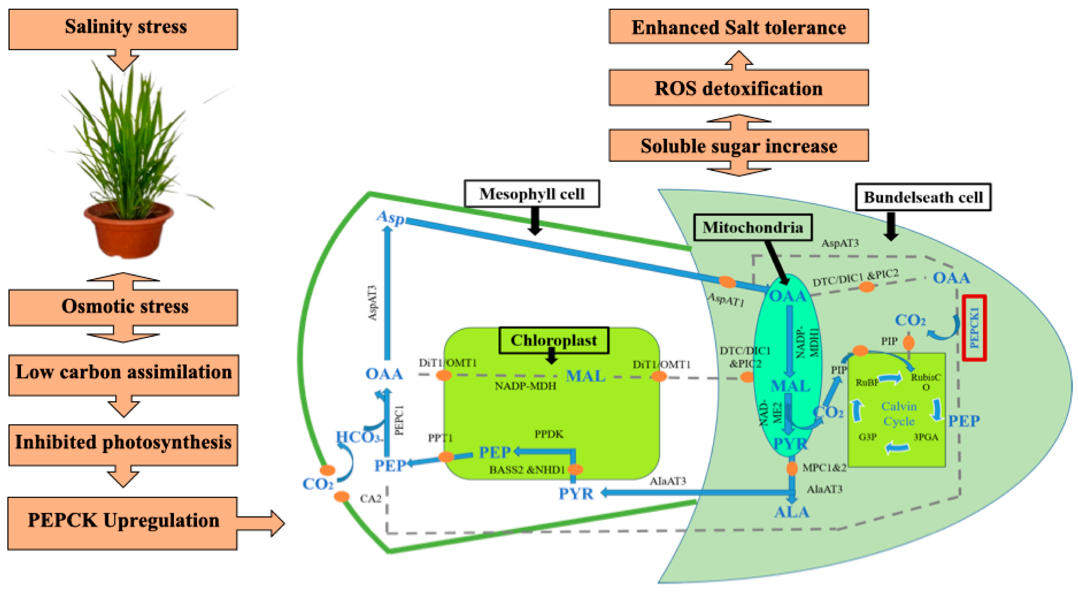Preprints 202493 g006