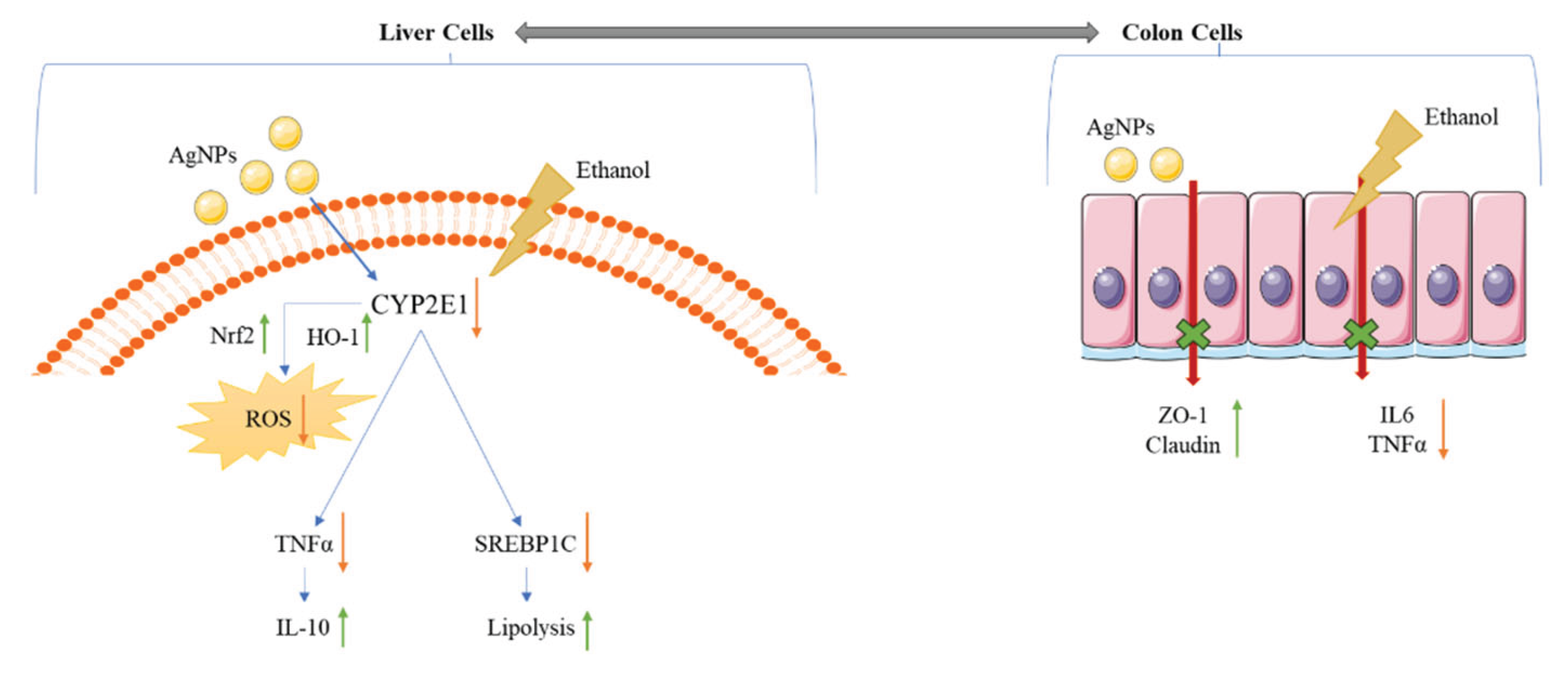Preprints 162962 g010
