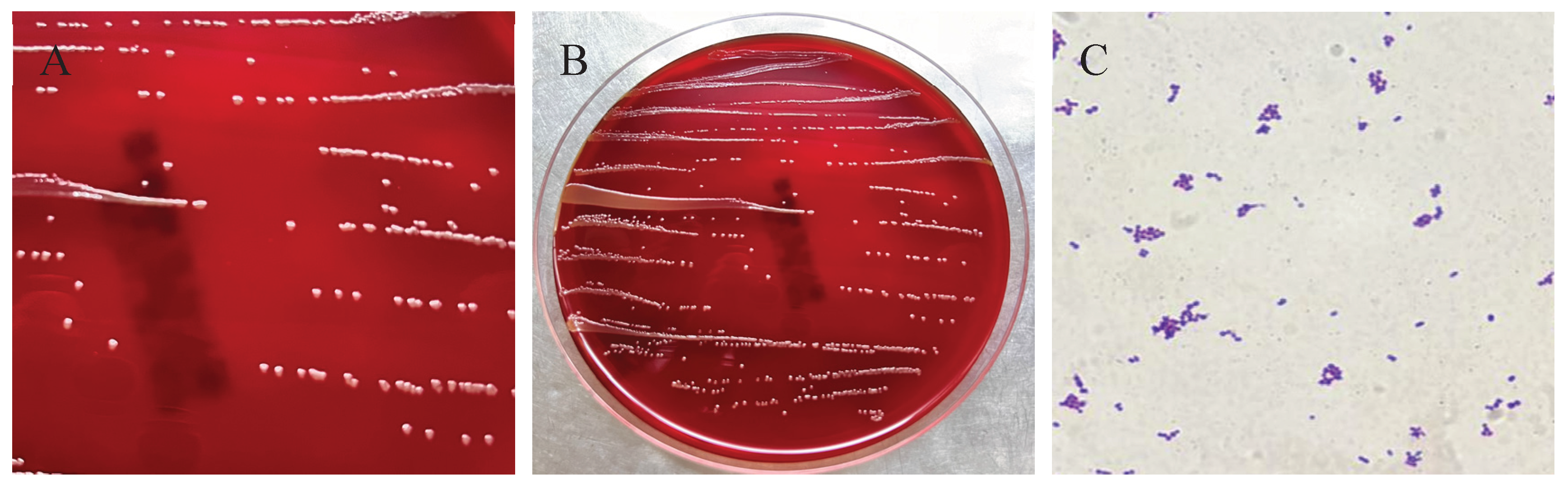 Preprints 177938 g003