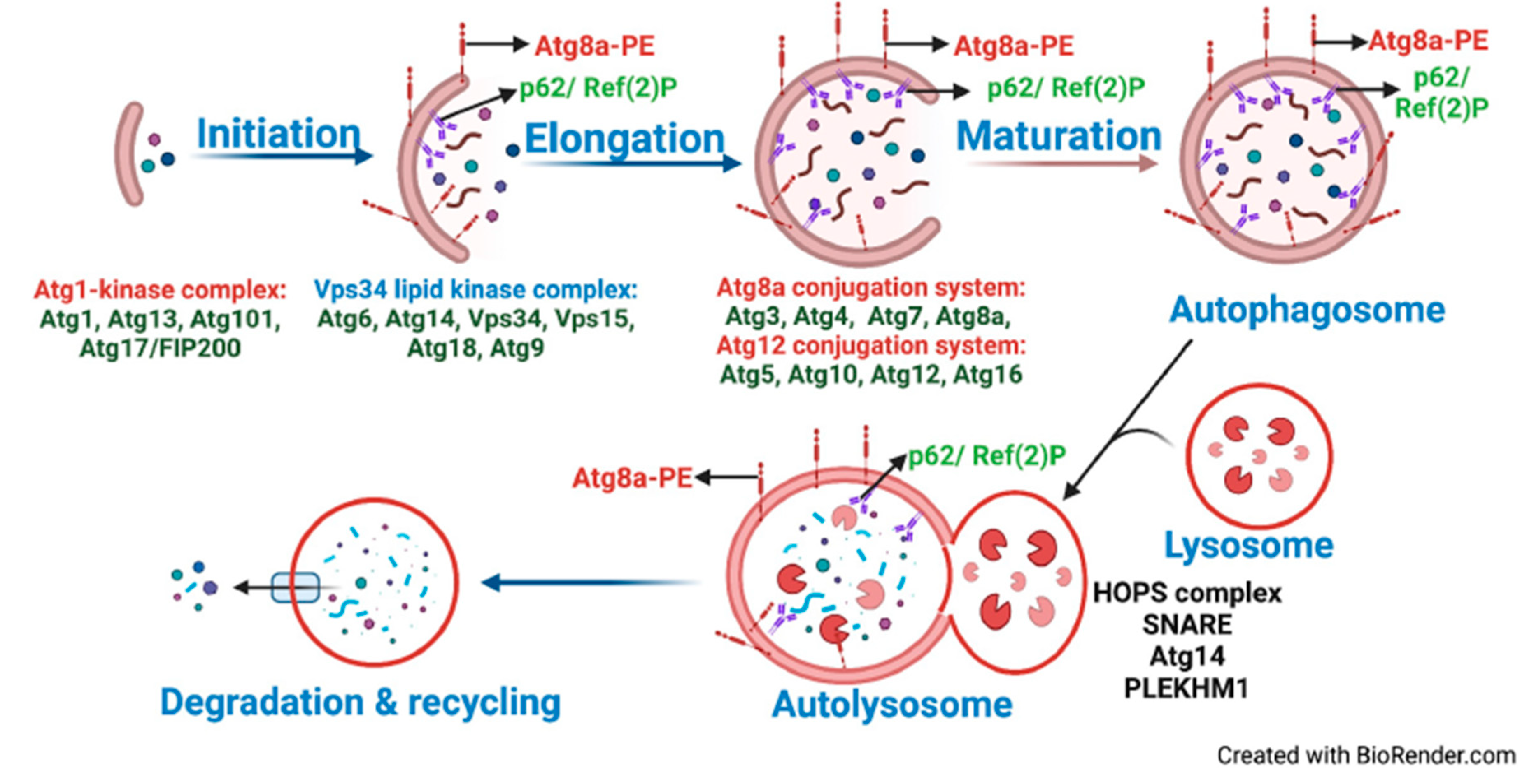Preprints 101289 g001