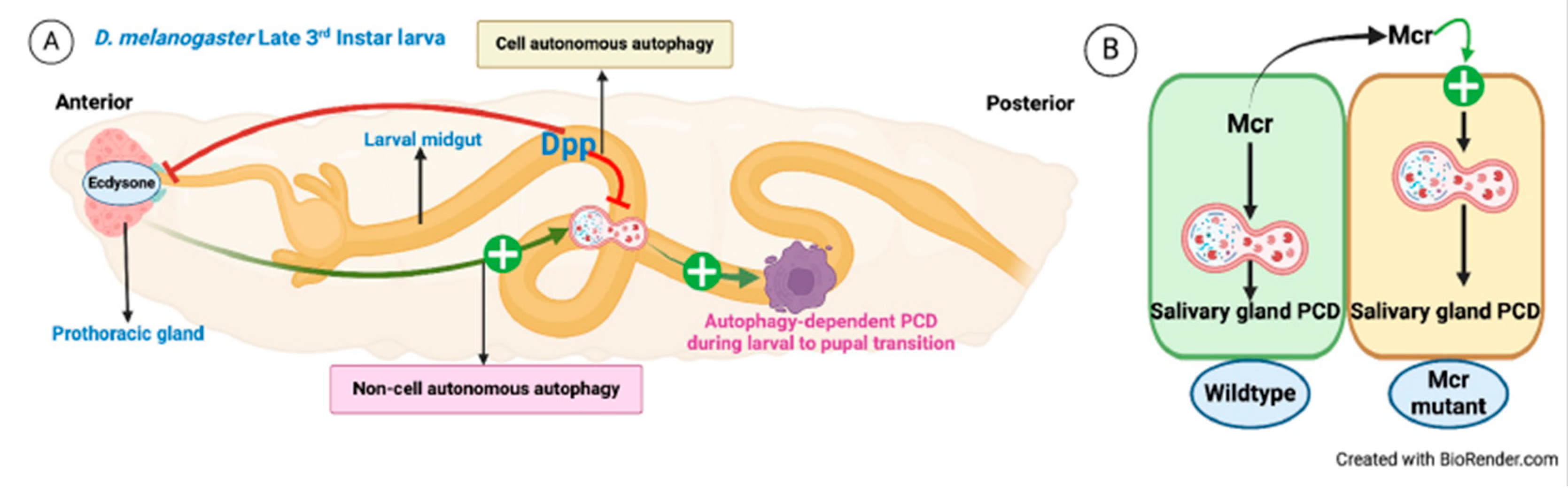 Preprints 101289 g005