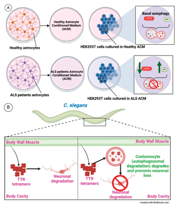Preprints 101289 g006