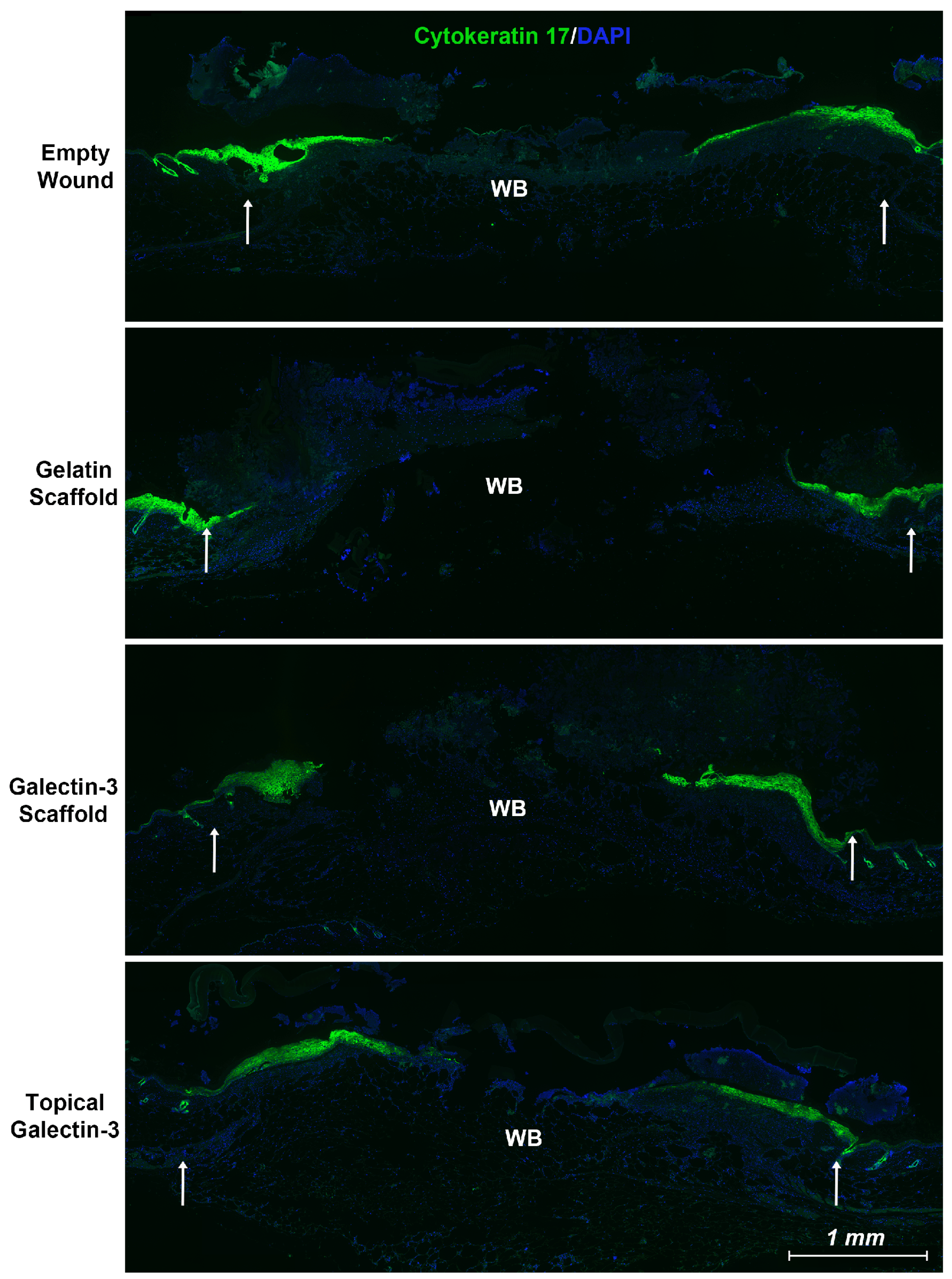 Preprints 115926 g006
