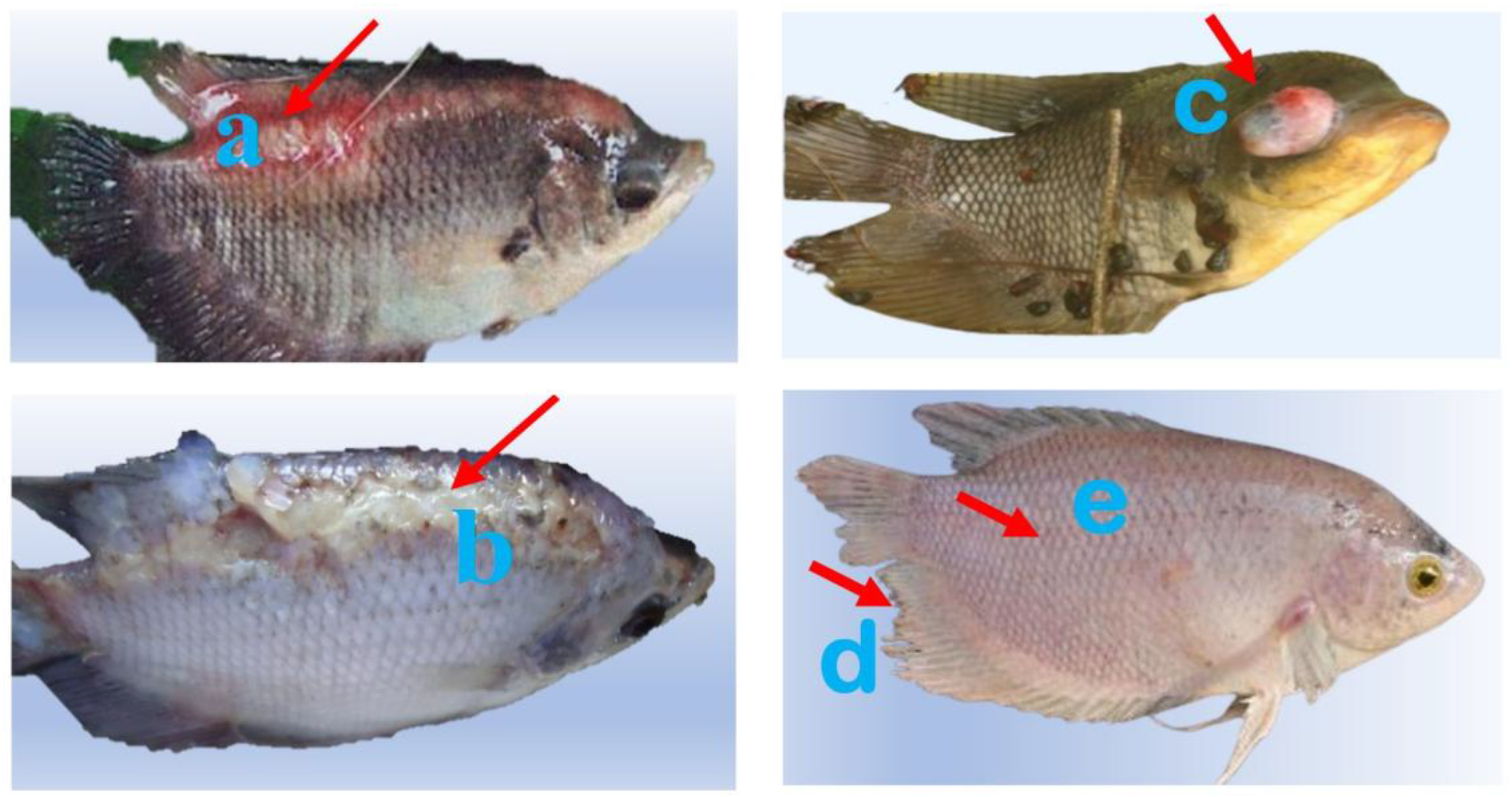 Preprints 176000 g001