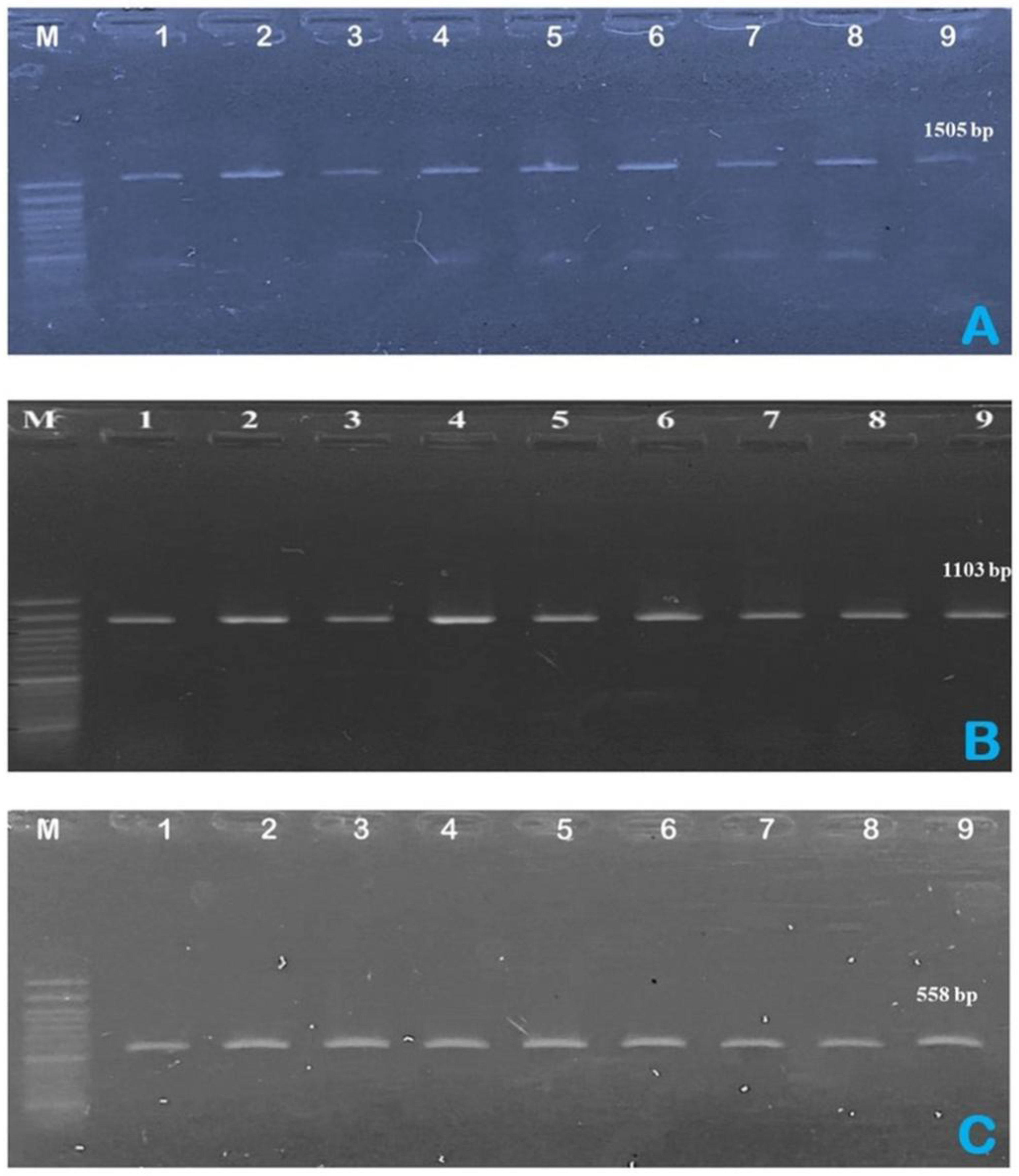 Preprints 176000 g003