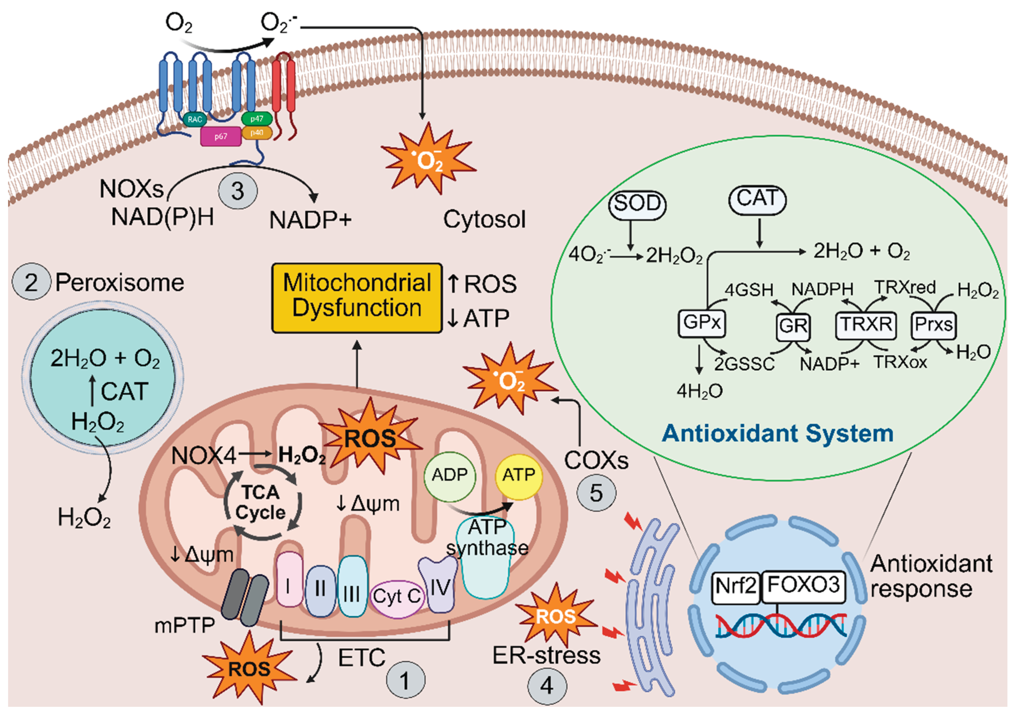 Preprints 176753 g001