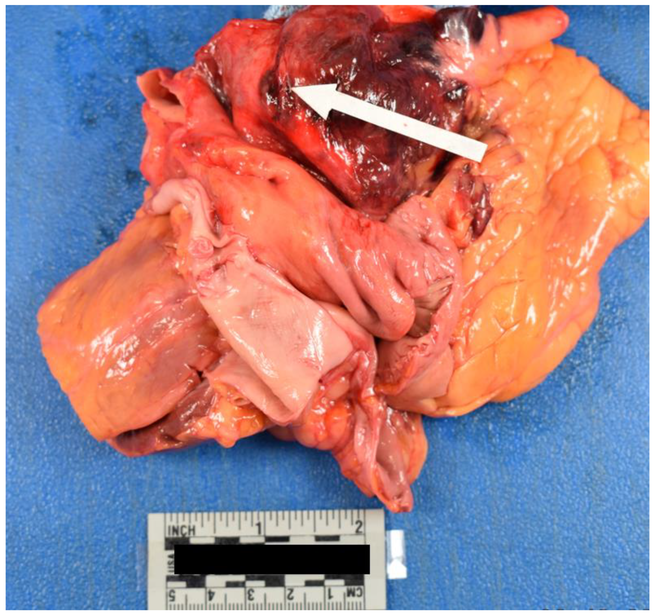 Preprints 69391 g005