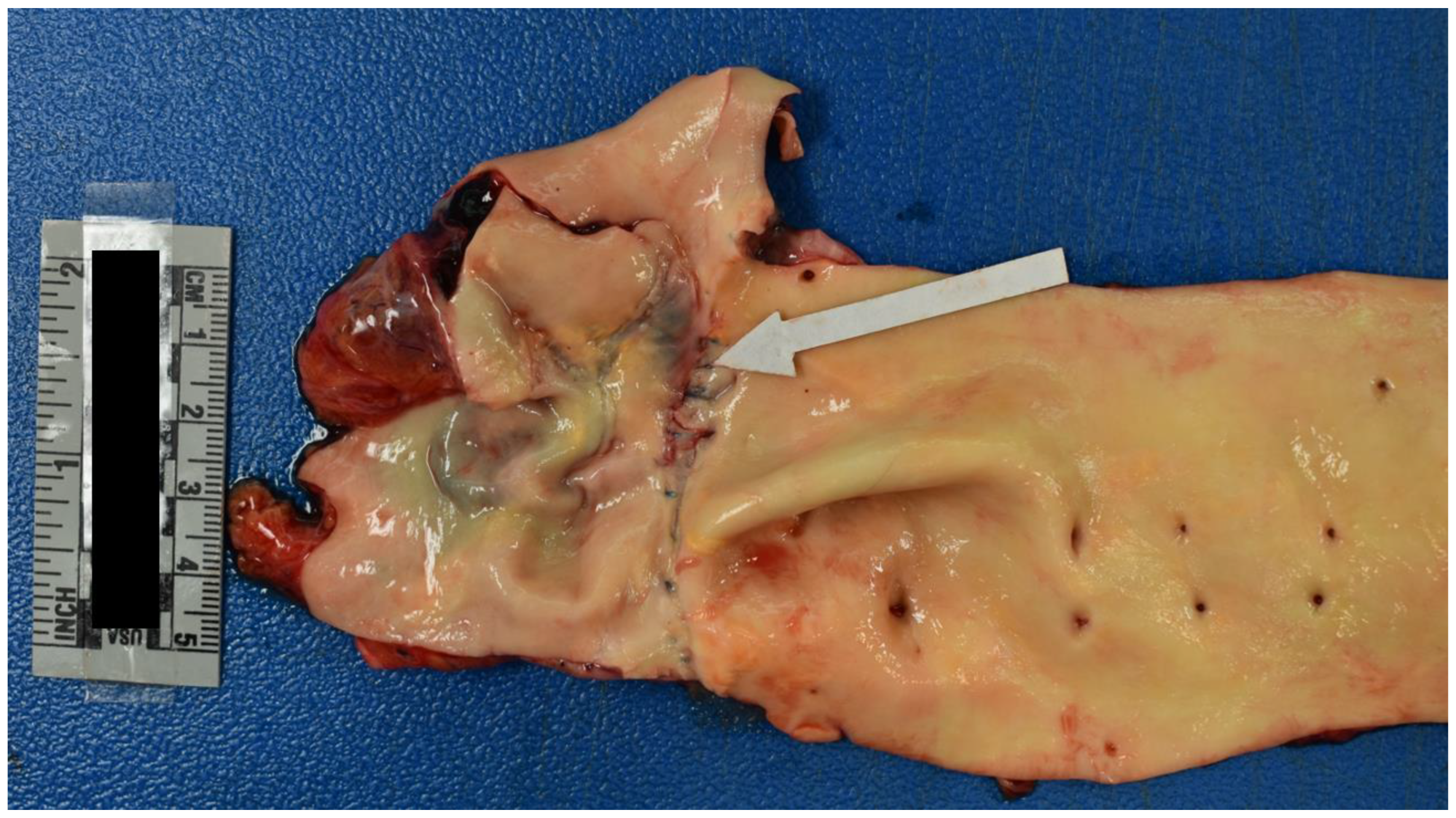 Preprints 69391 g006