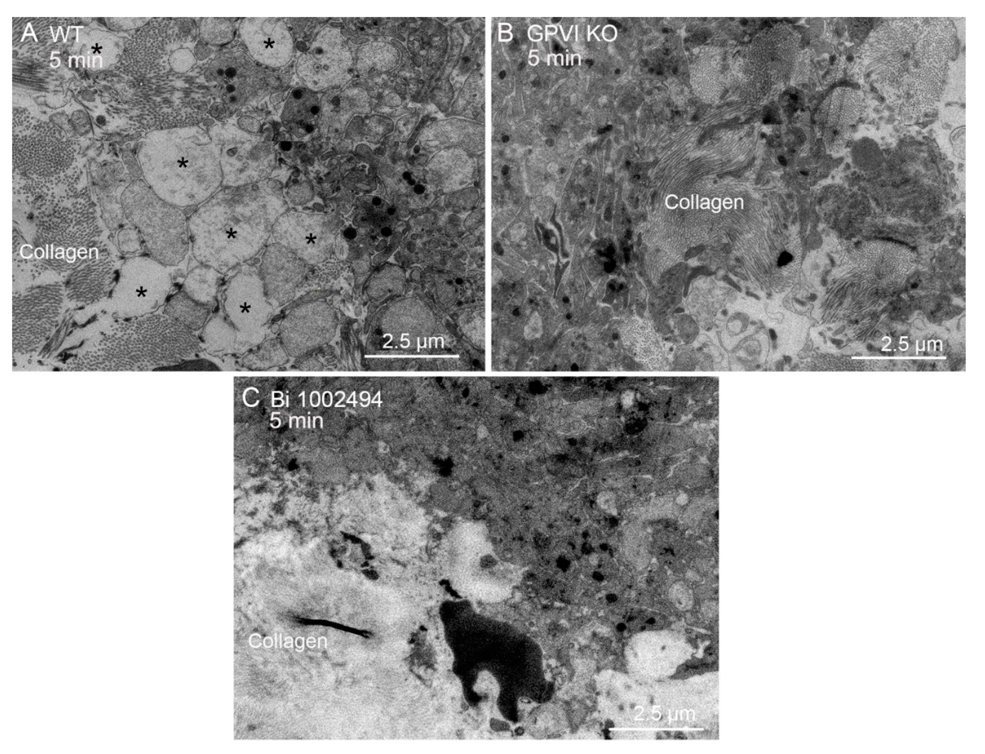 Preprints 147804 g005