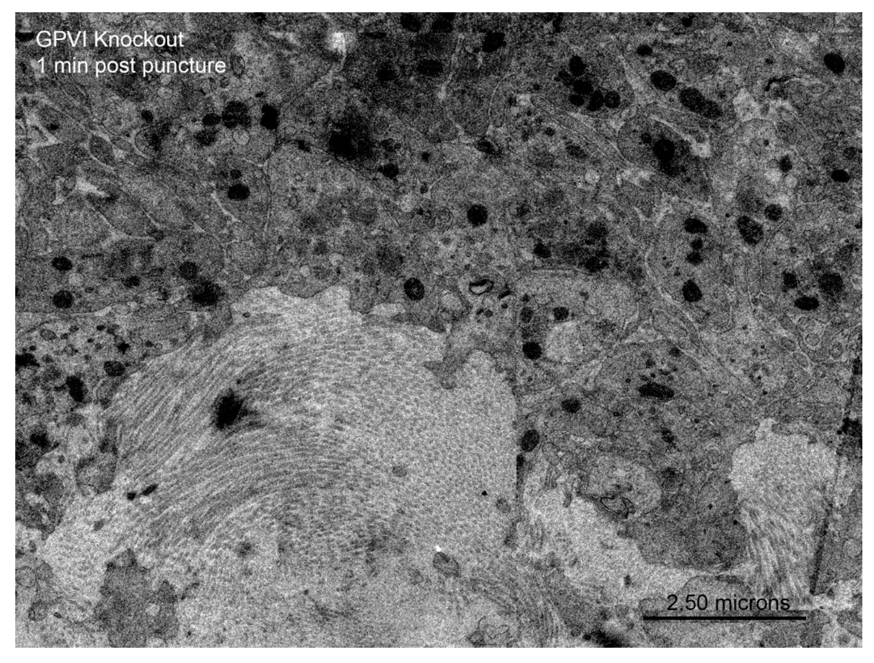 Preprints 147804 g006