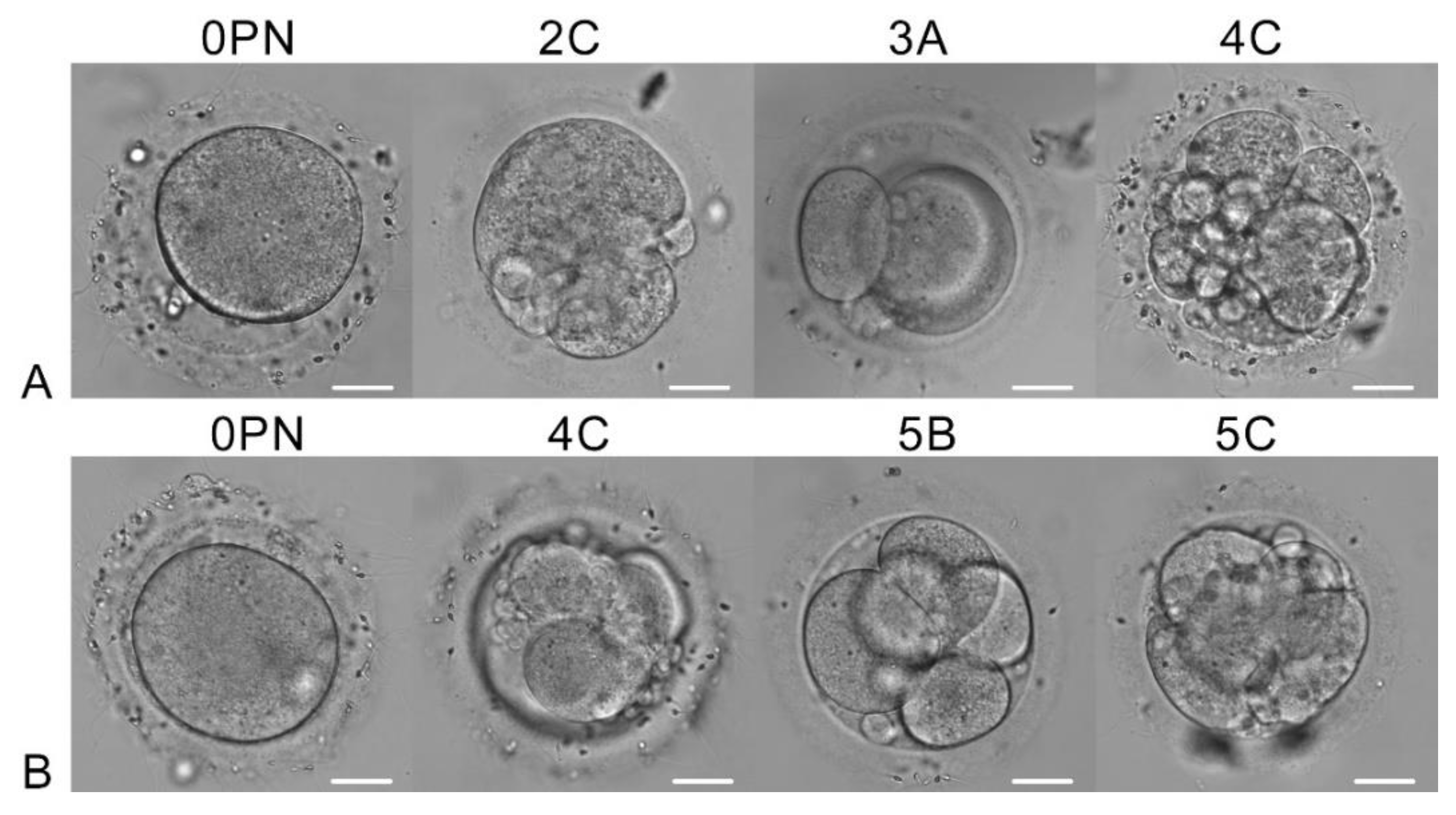 Preprints 177906 g002