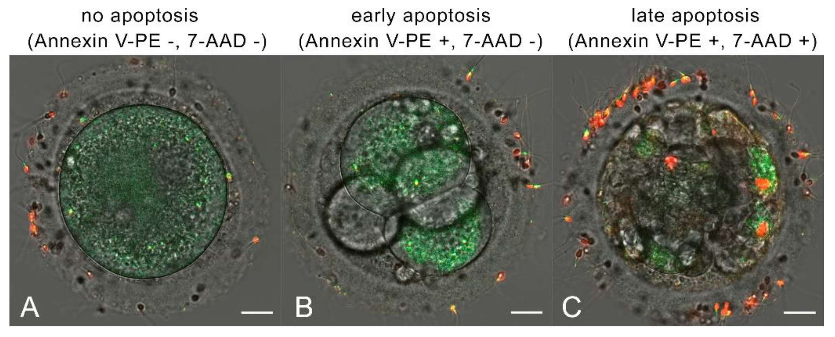 Preprints 177906 g003