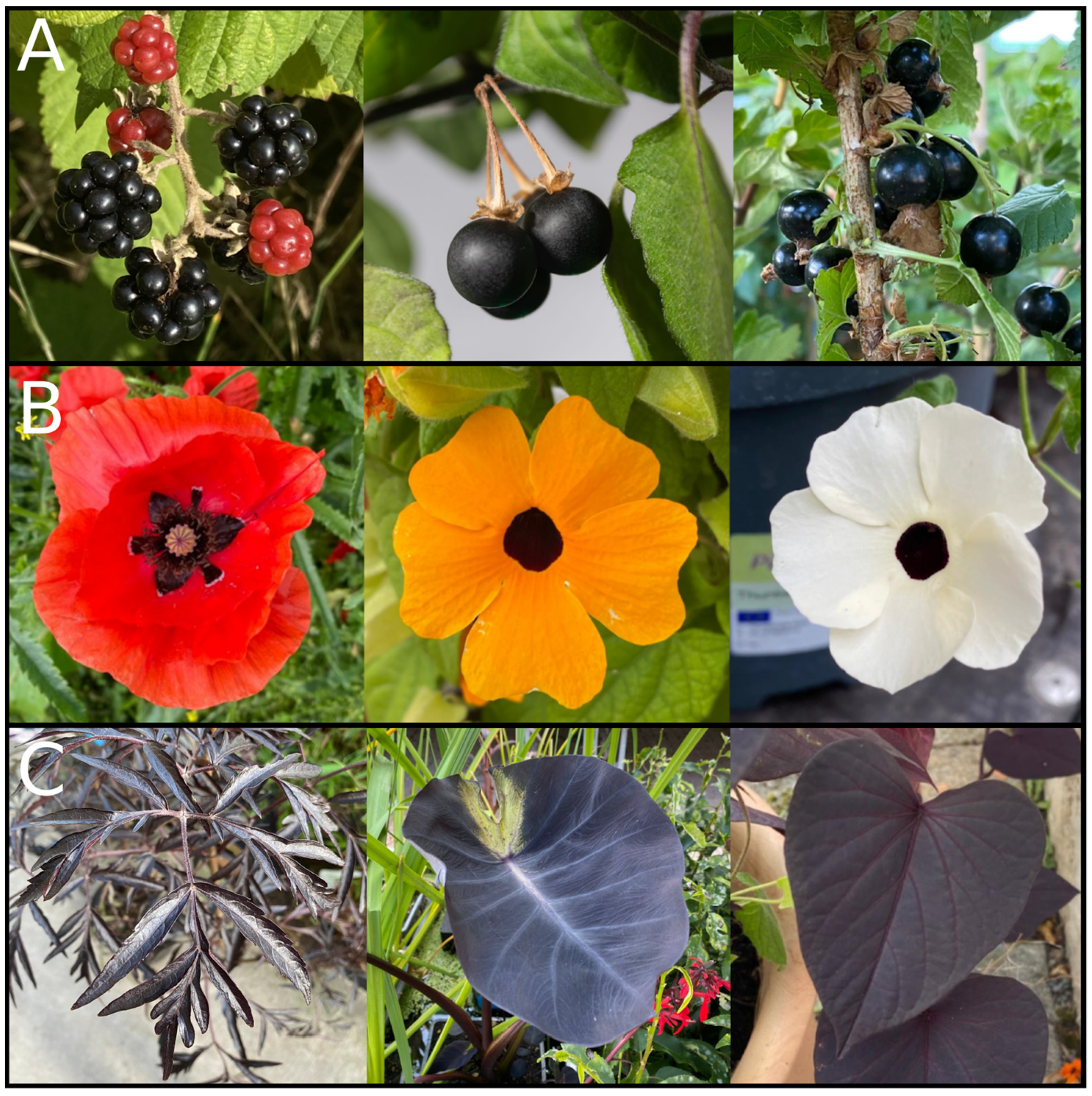 Preprints 110295 g003