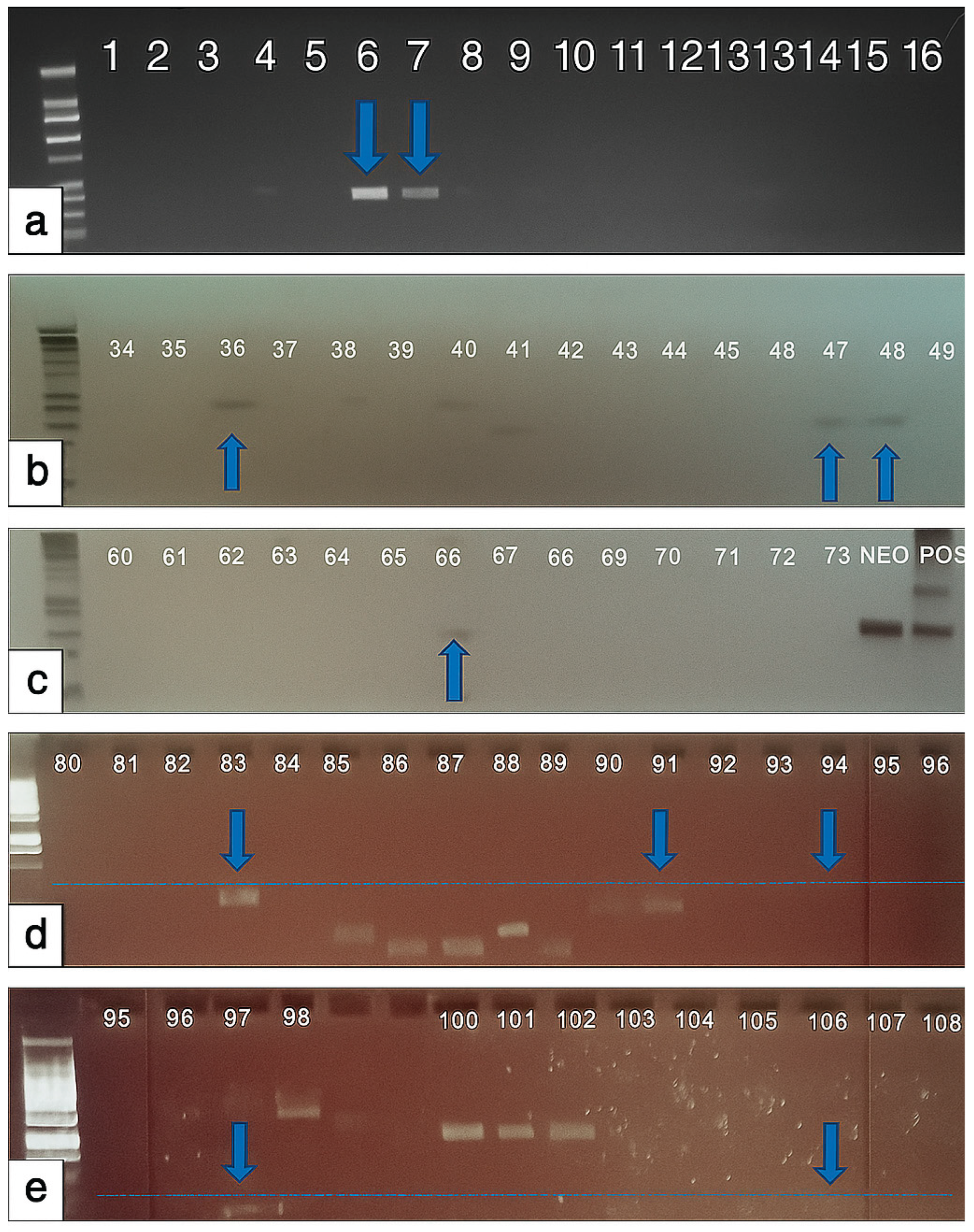 Preprints 168738 g005