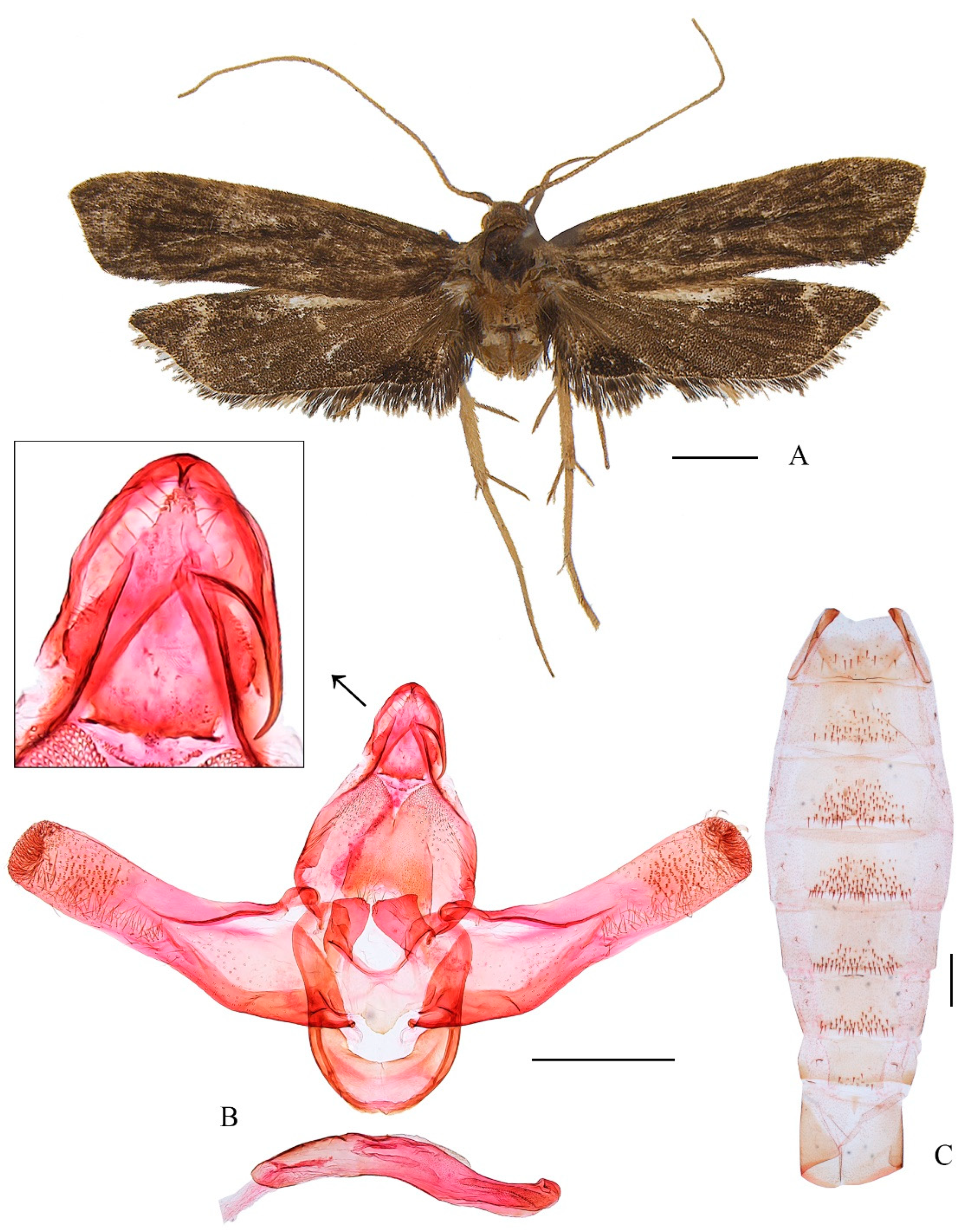 Preprints 146257 g003