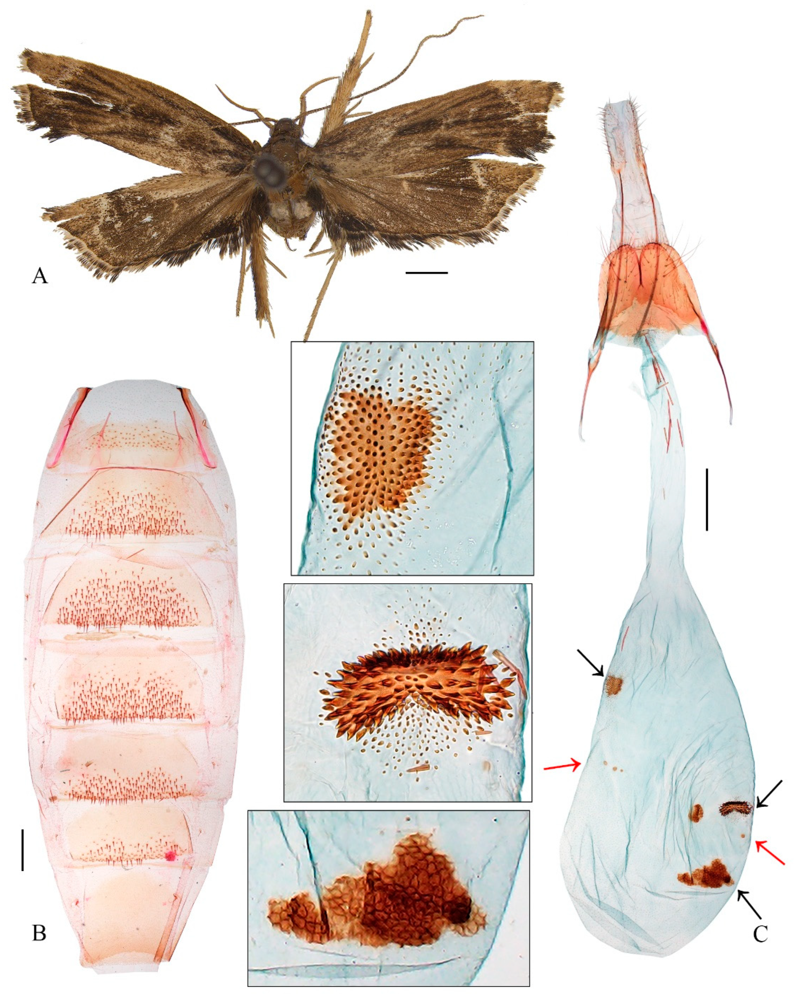 Preprints 146257 g004