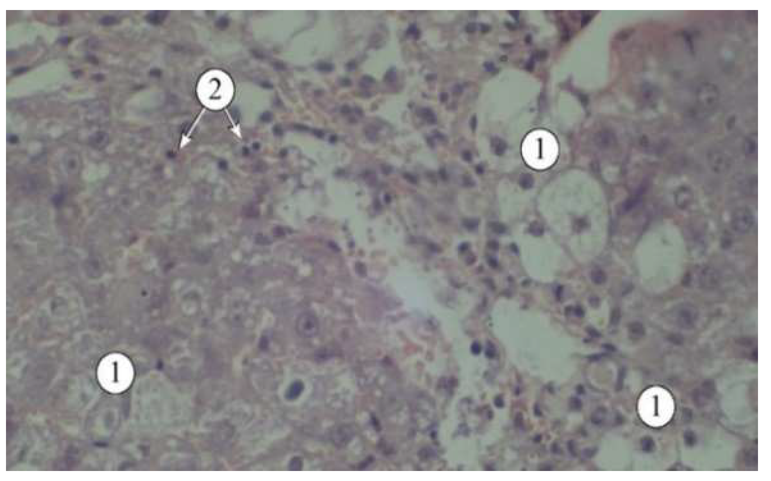 Preprints 140671 g002