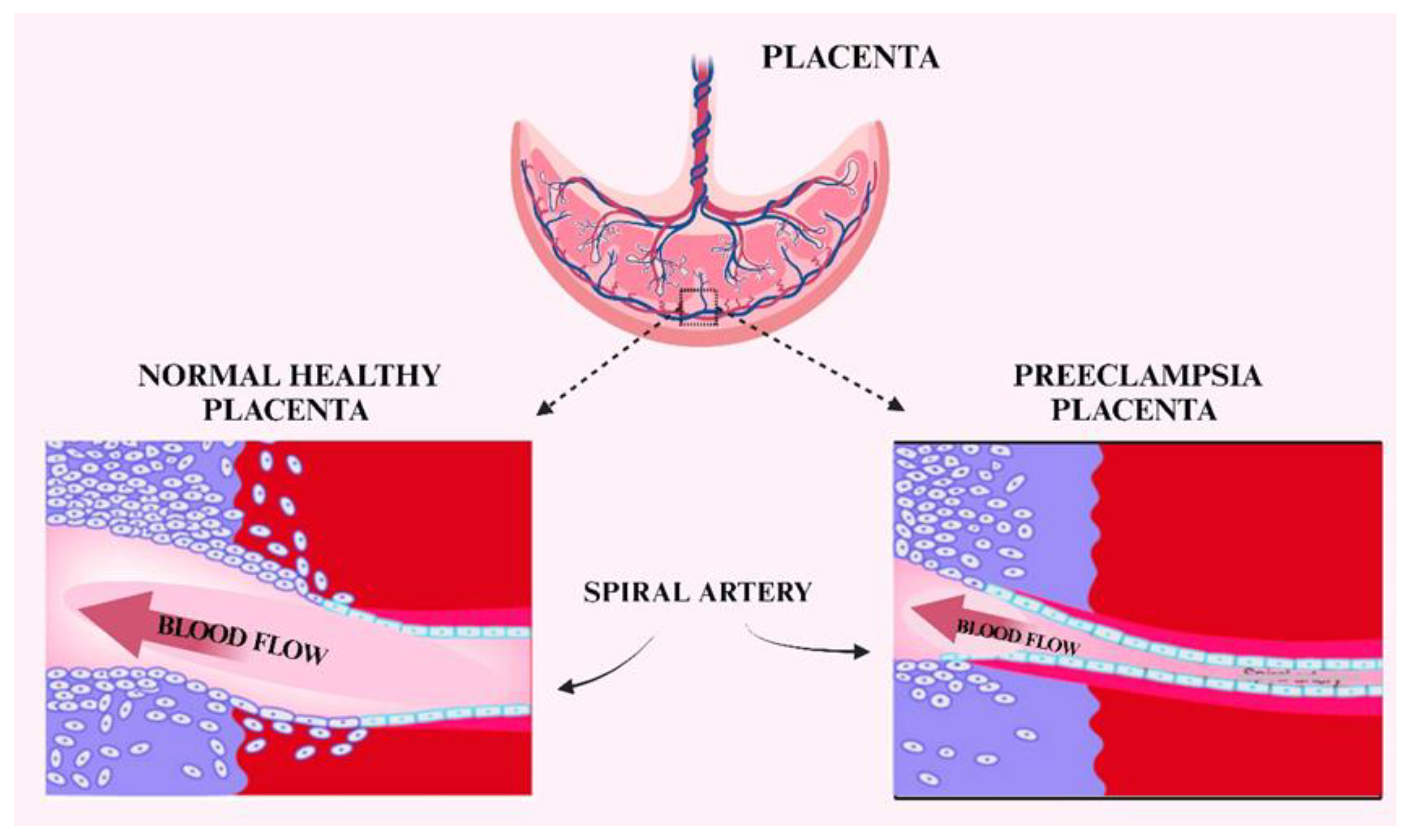Preprints 151834 g006