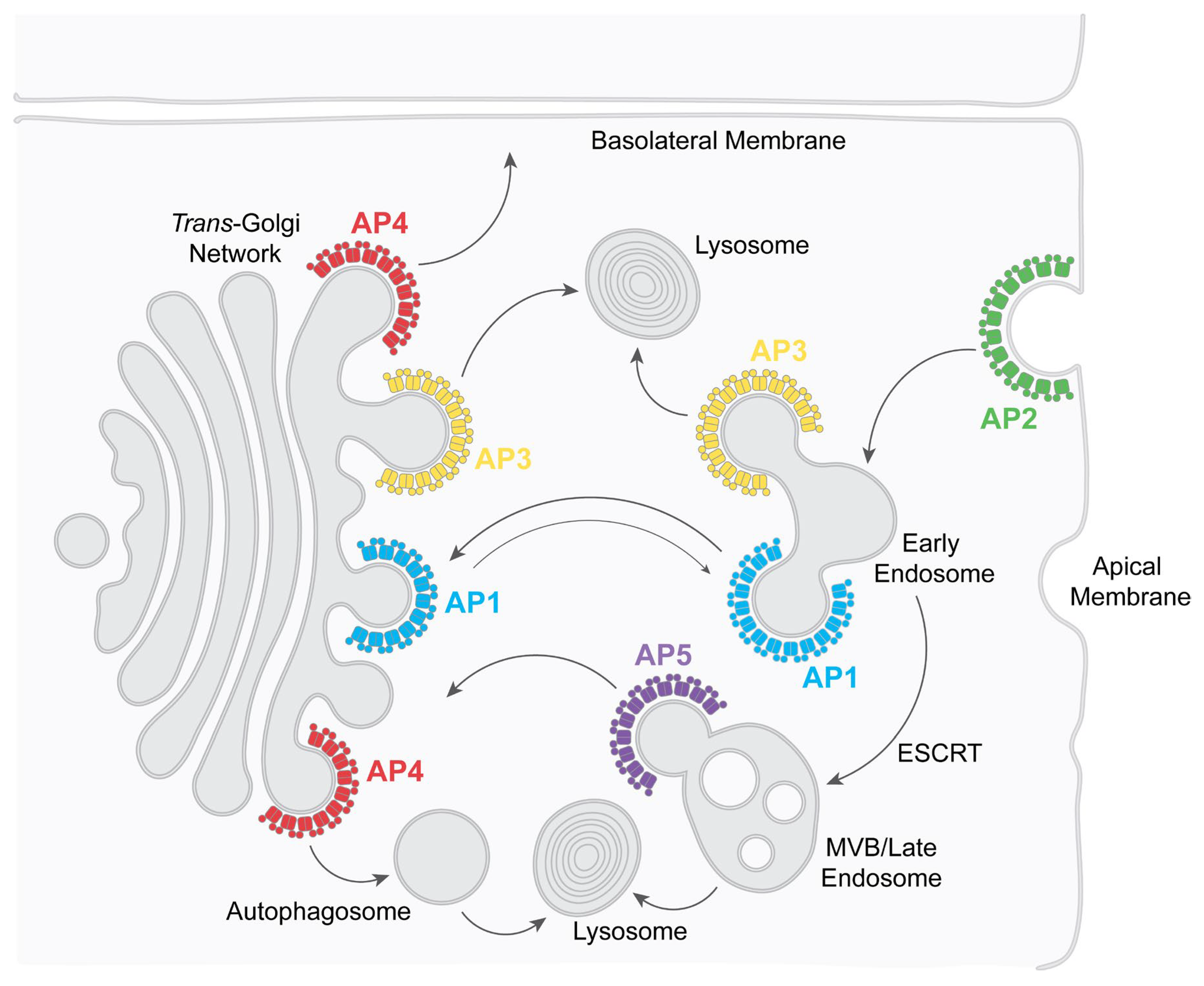 Preprints 155299 g002