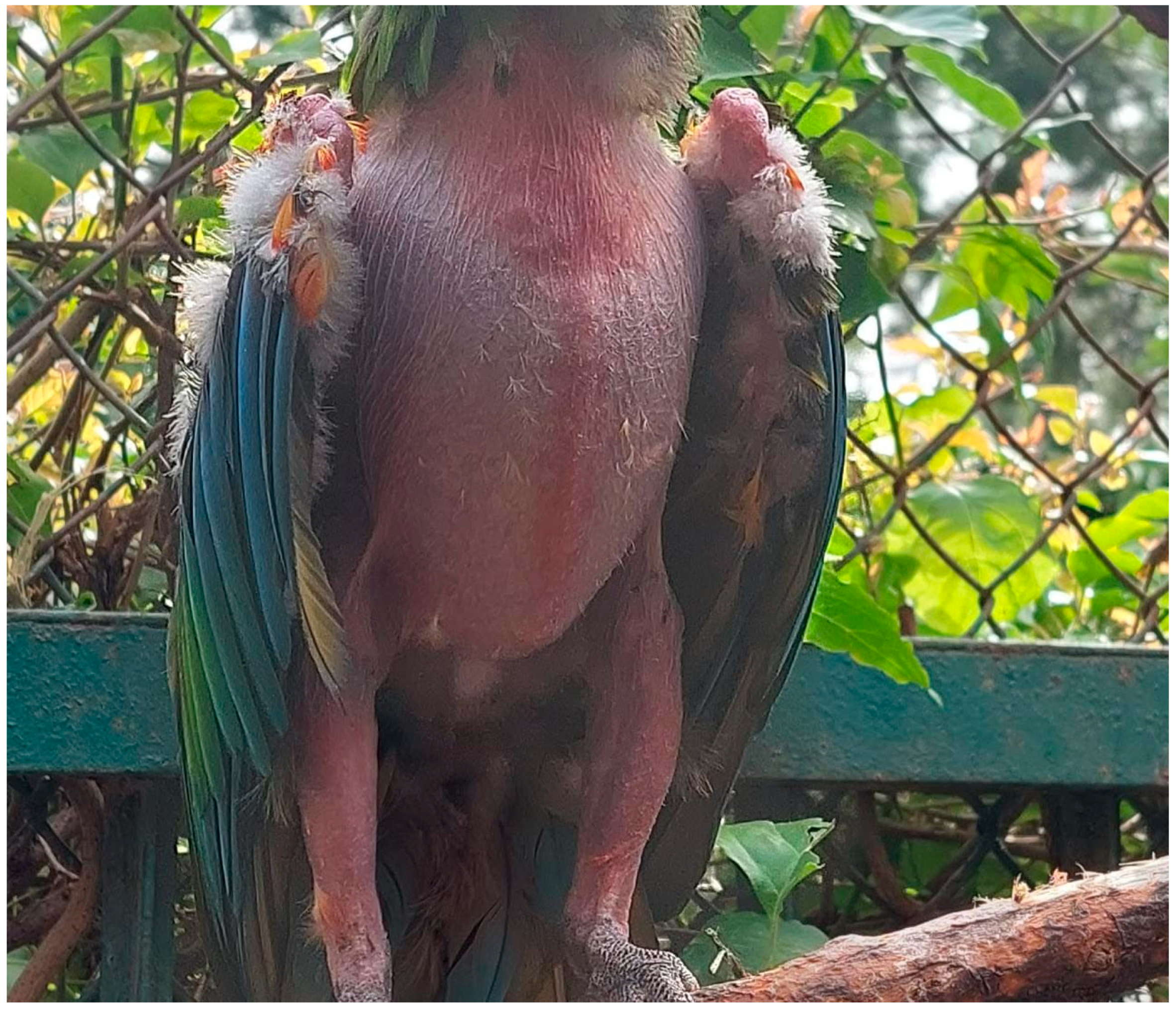 Preprints 183250 g001