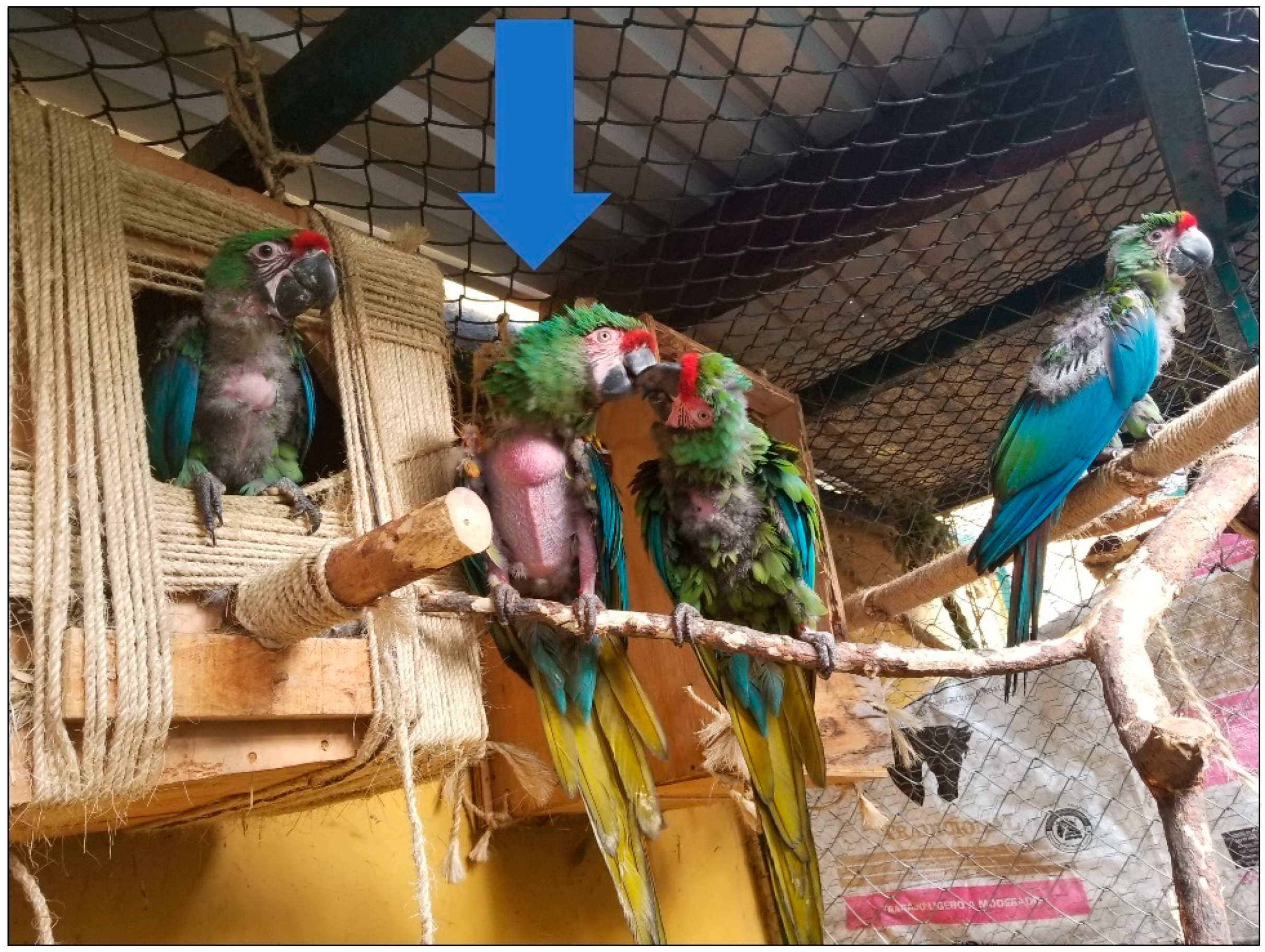 Preprints 183250 g002