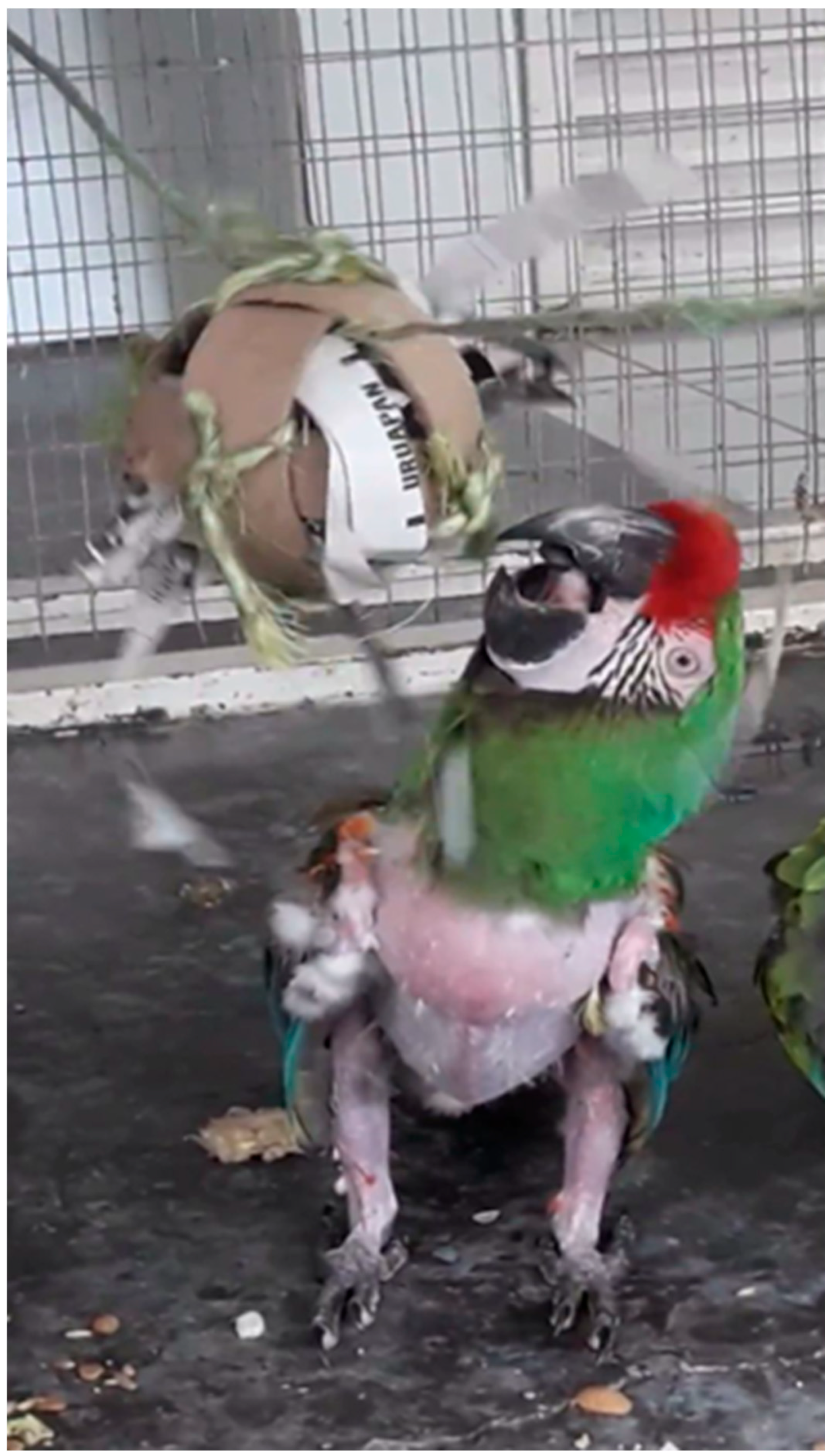 Preprints 183250 g003