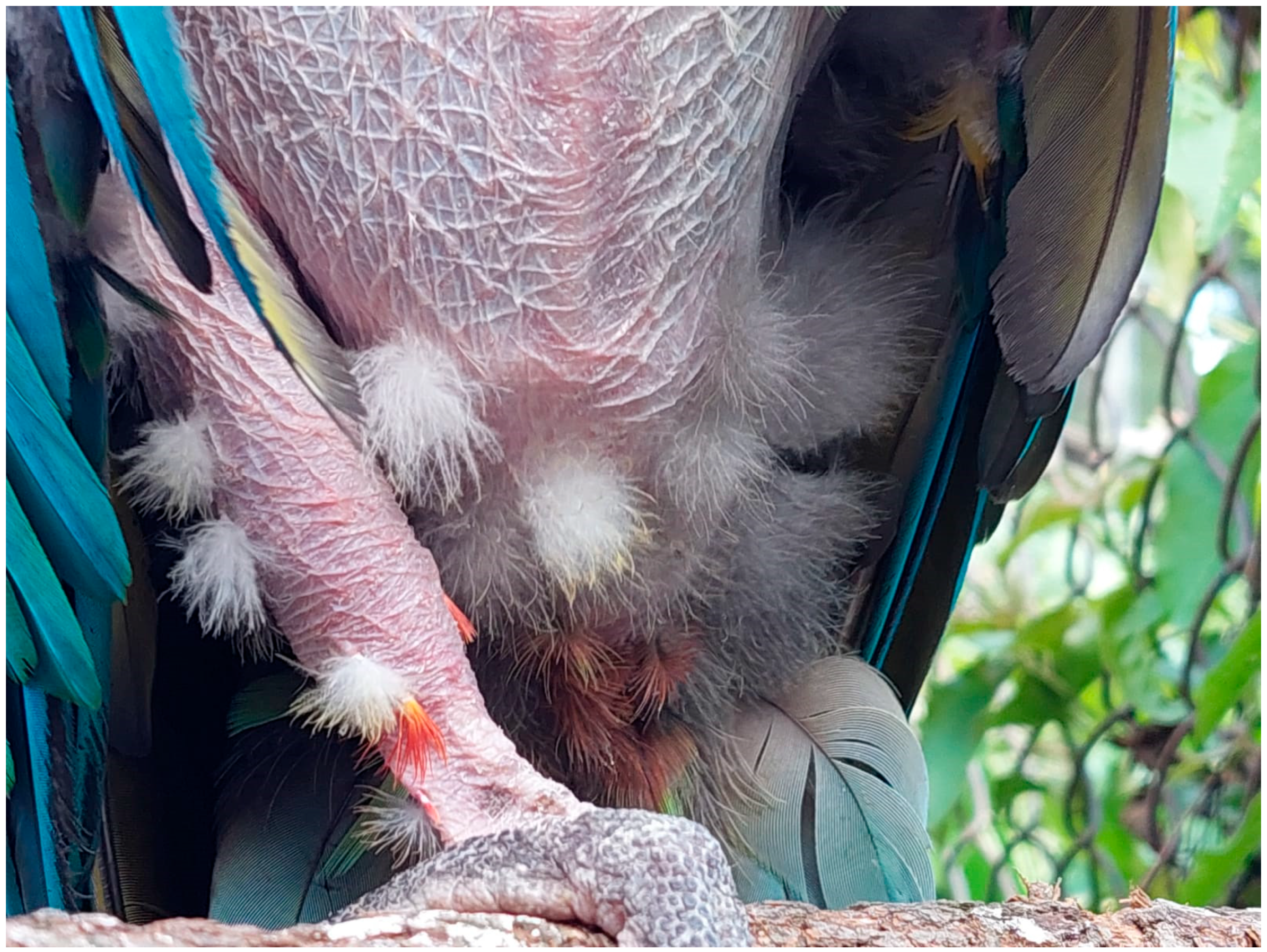 Preprints 183250 g004