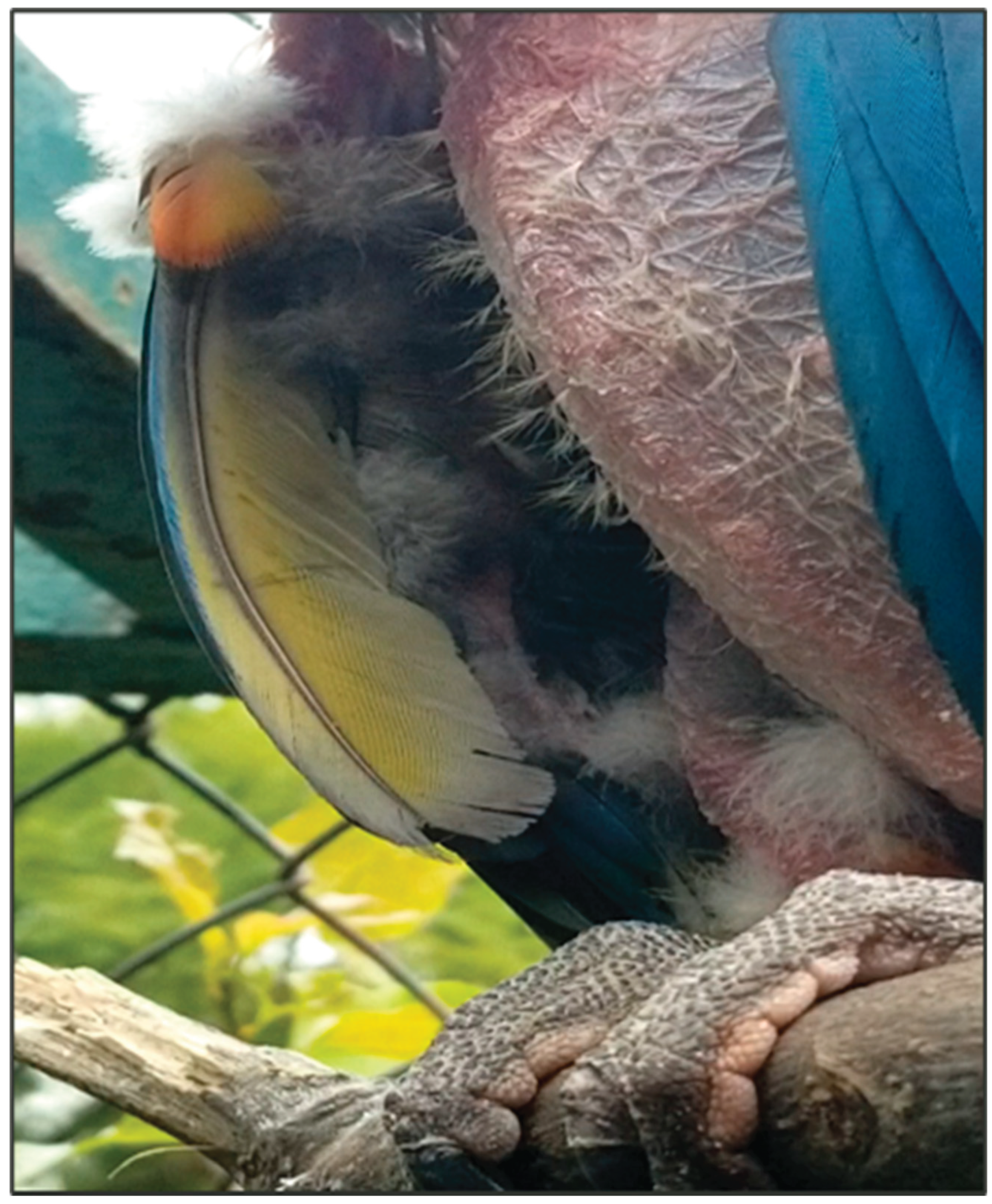 Preprints 183250 g006