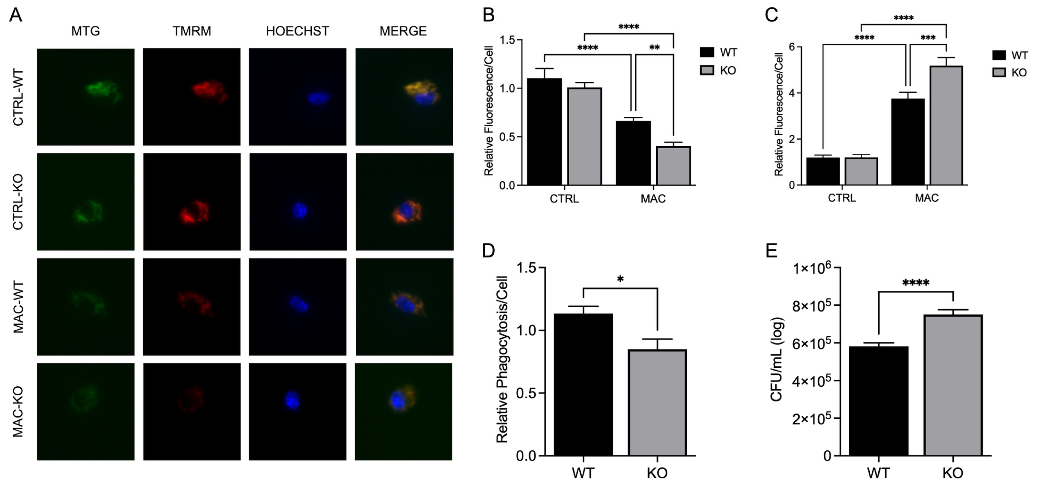 Preprints 168439 g006