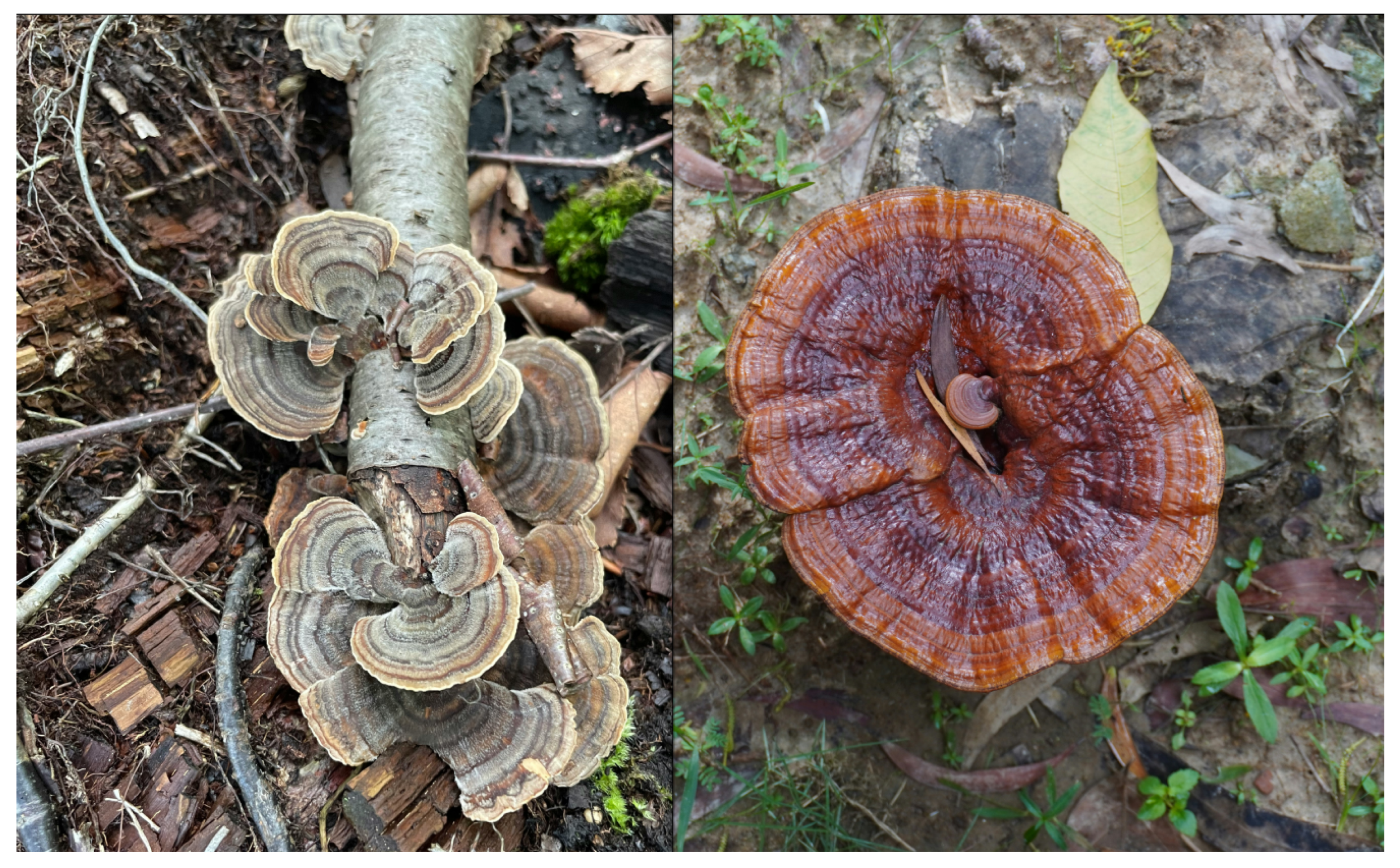 Preprints 155274 g003