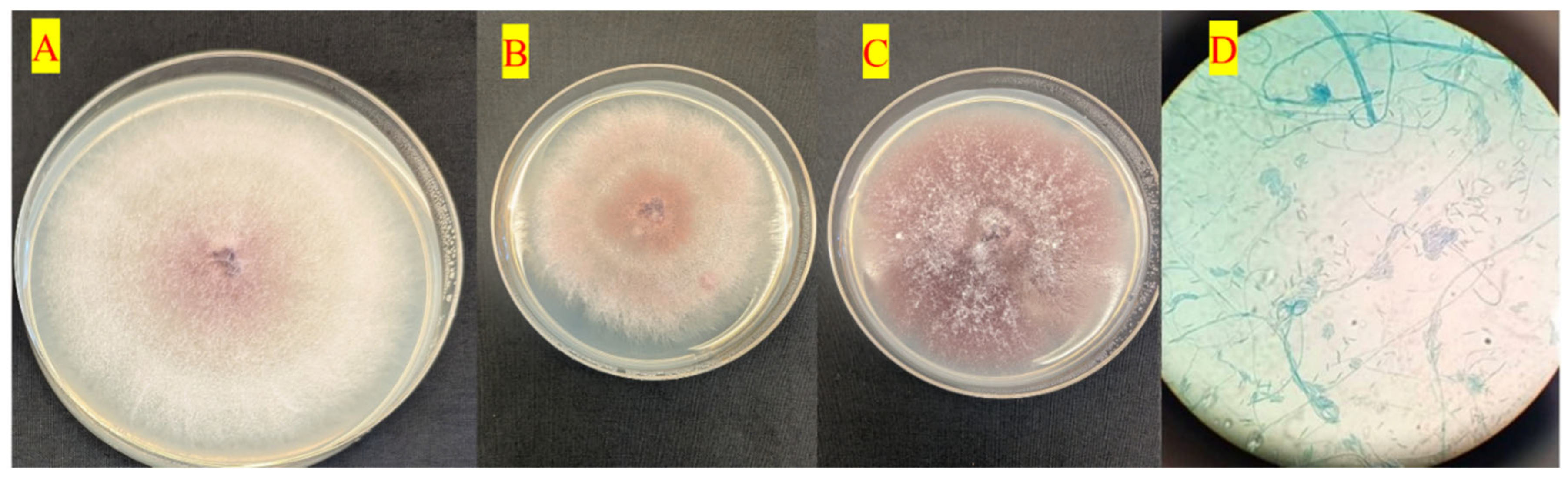 Preprints 216515 g004