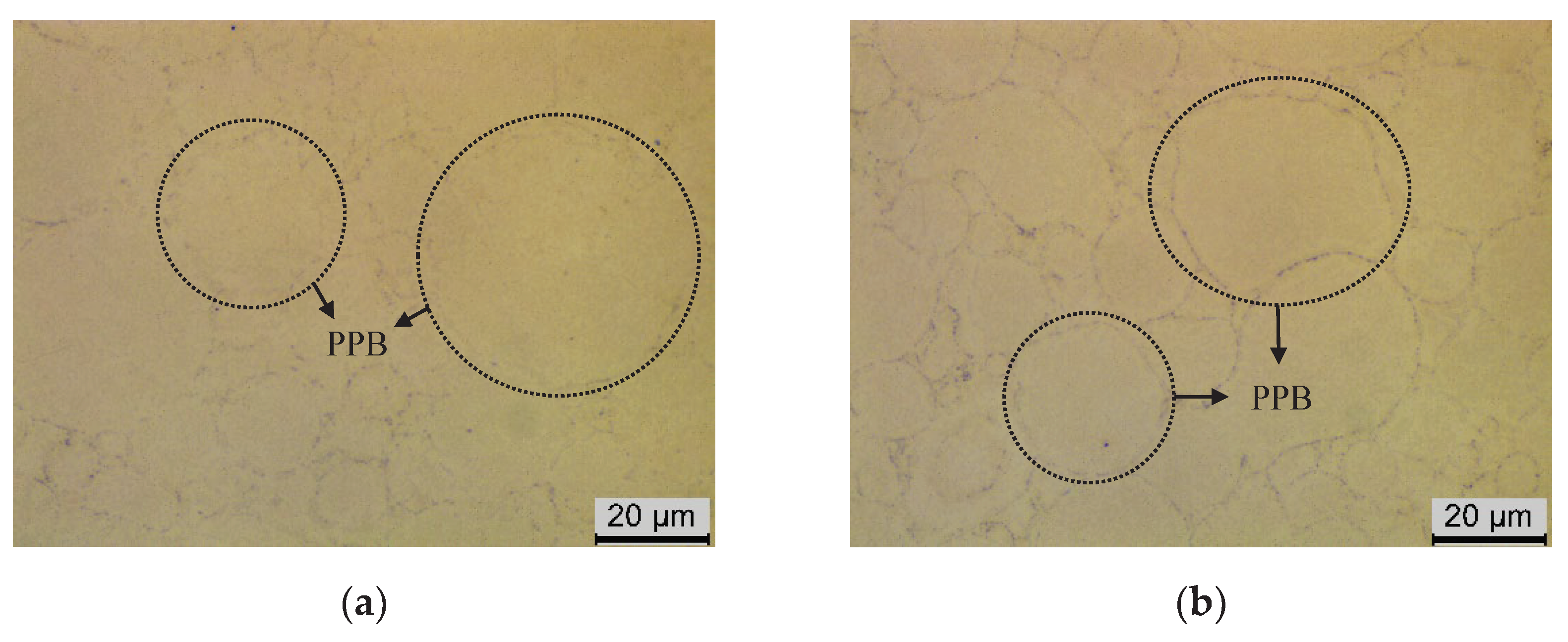 Preprints 102091 g001