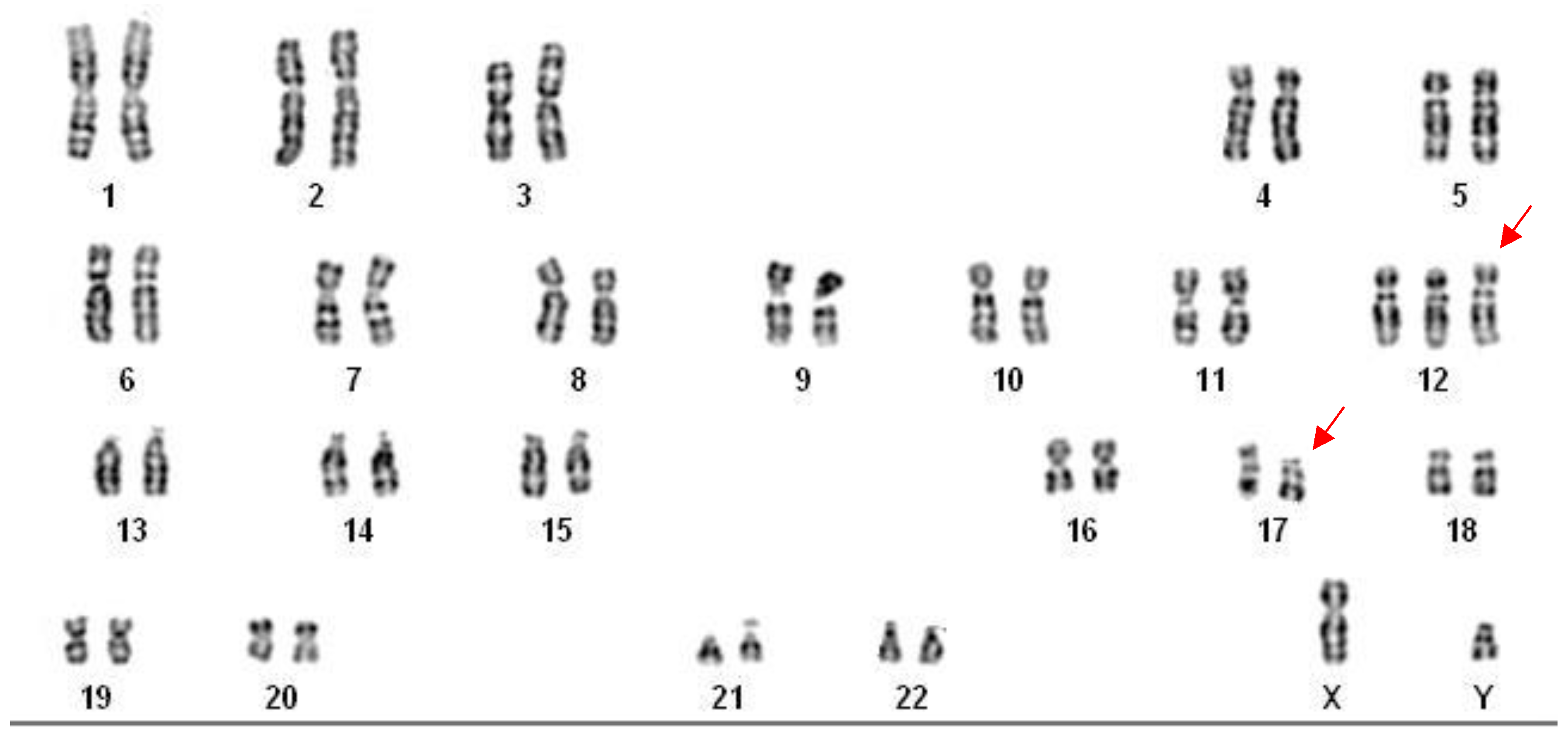 Preprints 195959 g001