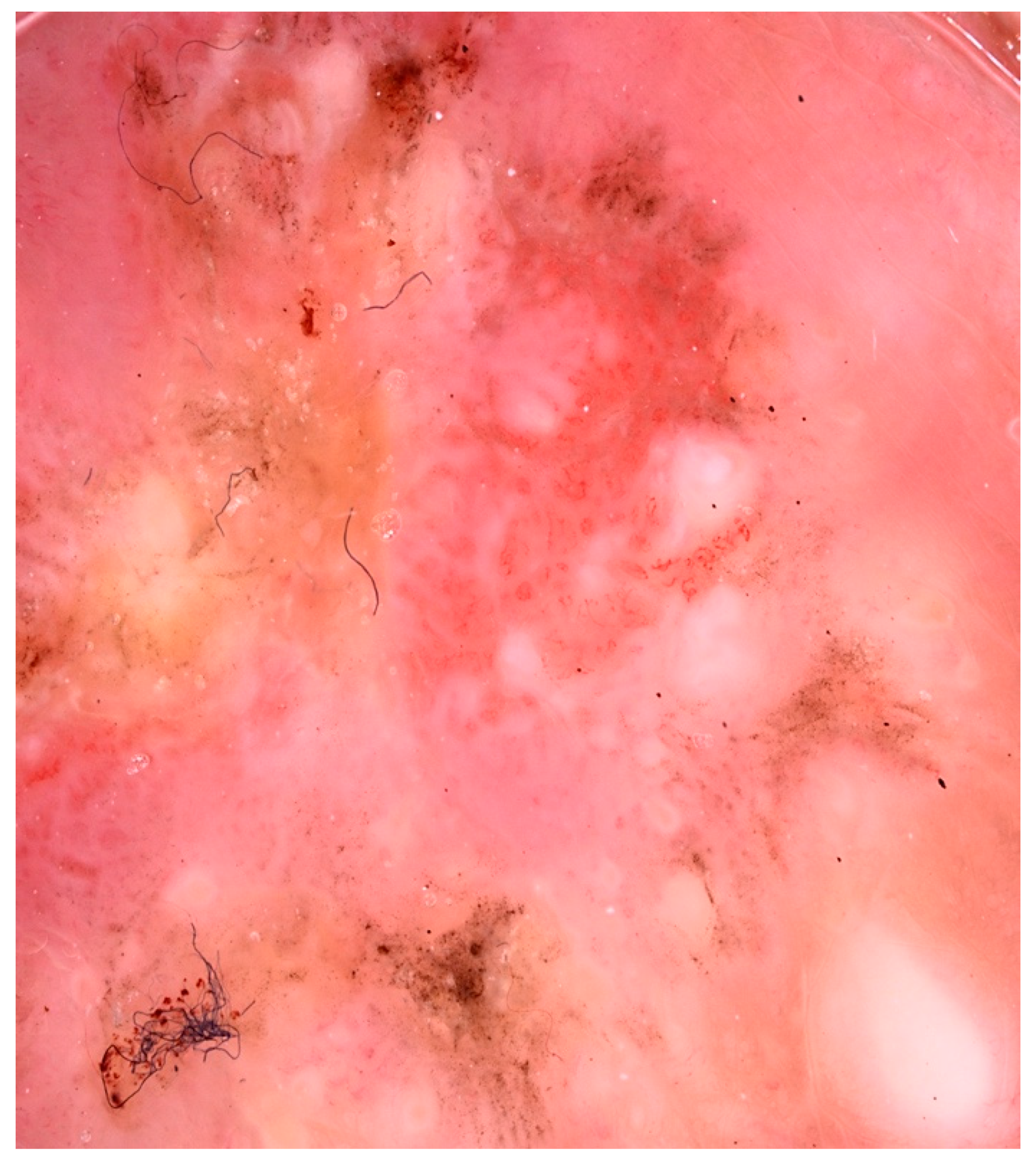 Preprints 161406 g002