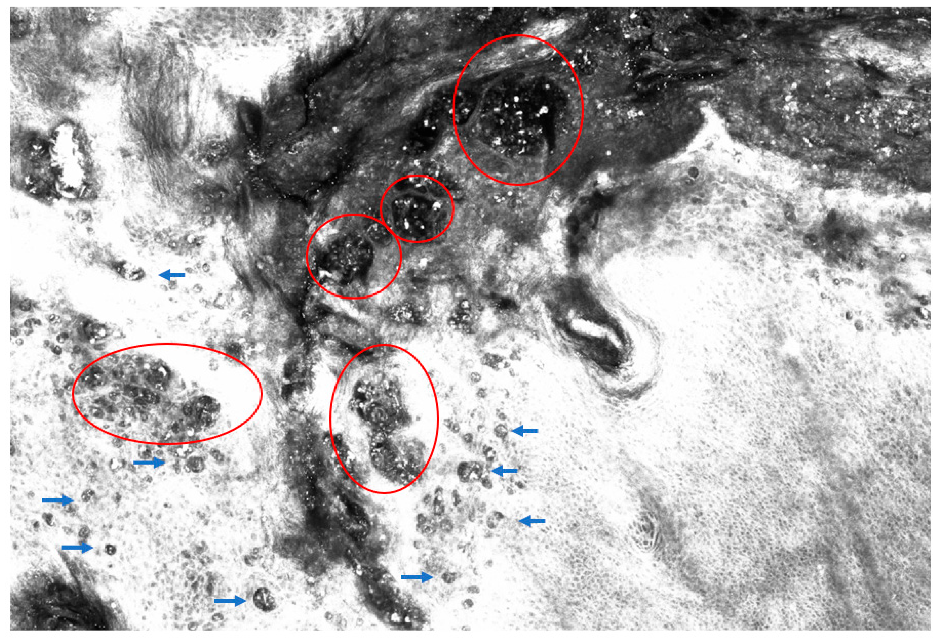 Preprints 161406 g003
