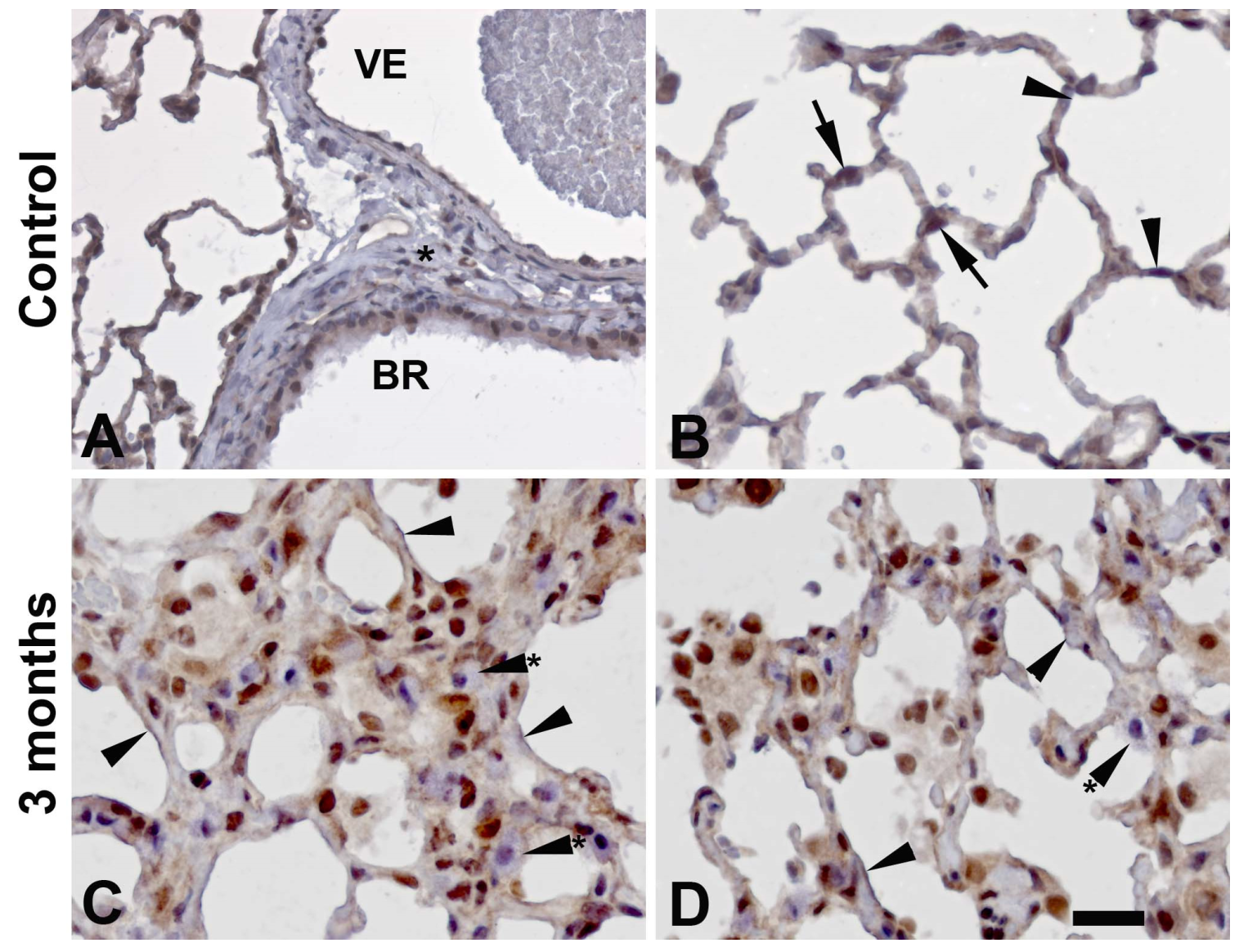 Preprints 116292 g003