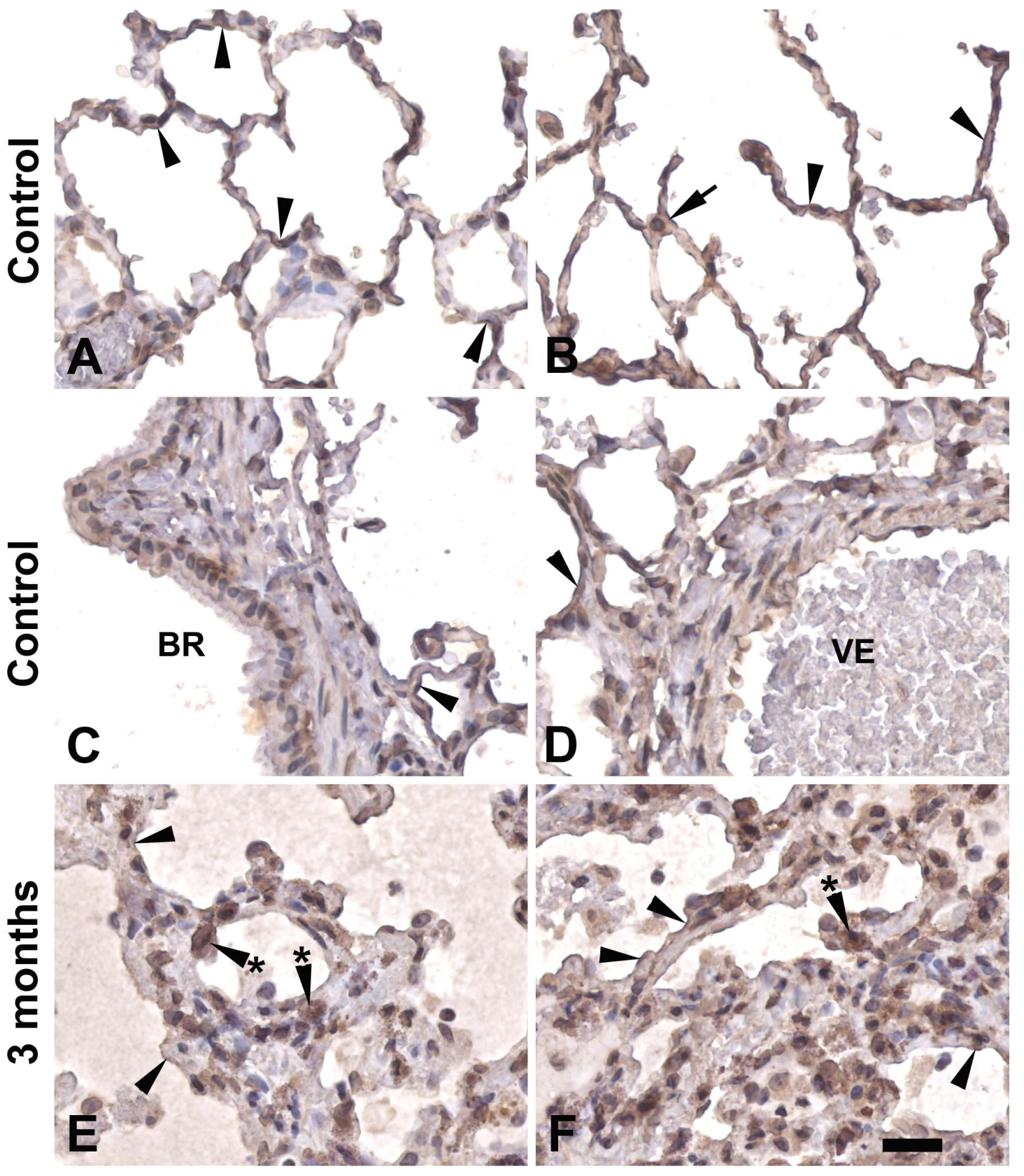 Preprints 116292 g005