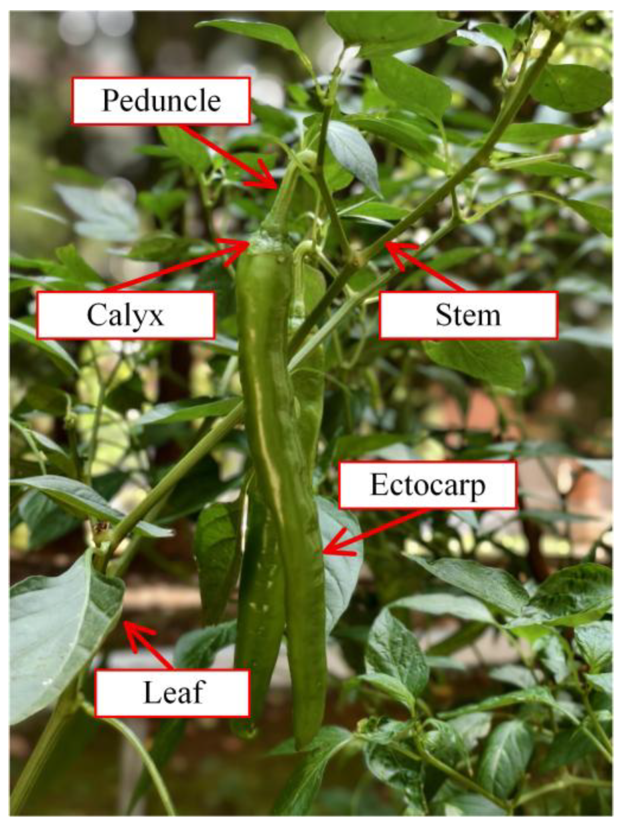 Preprints 201005 g004
