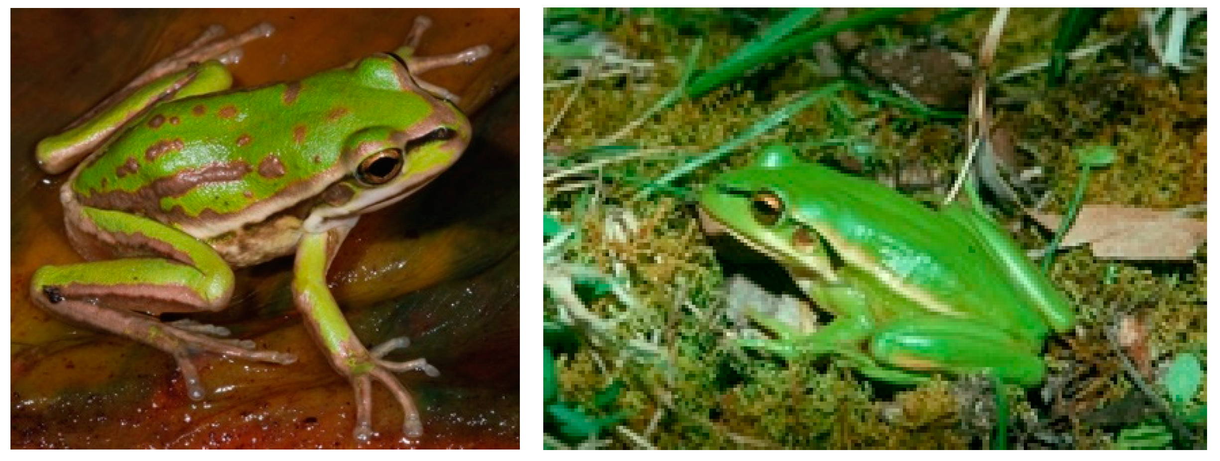 Preprints 118266 g002