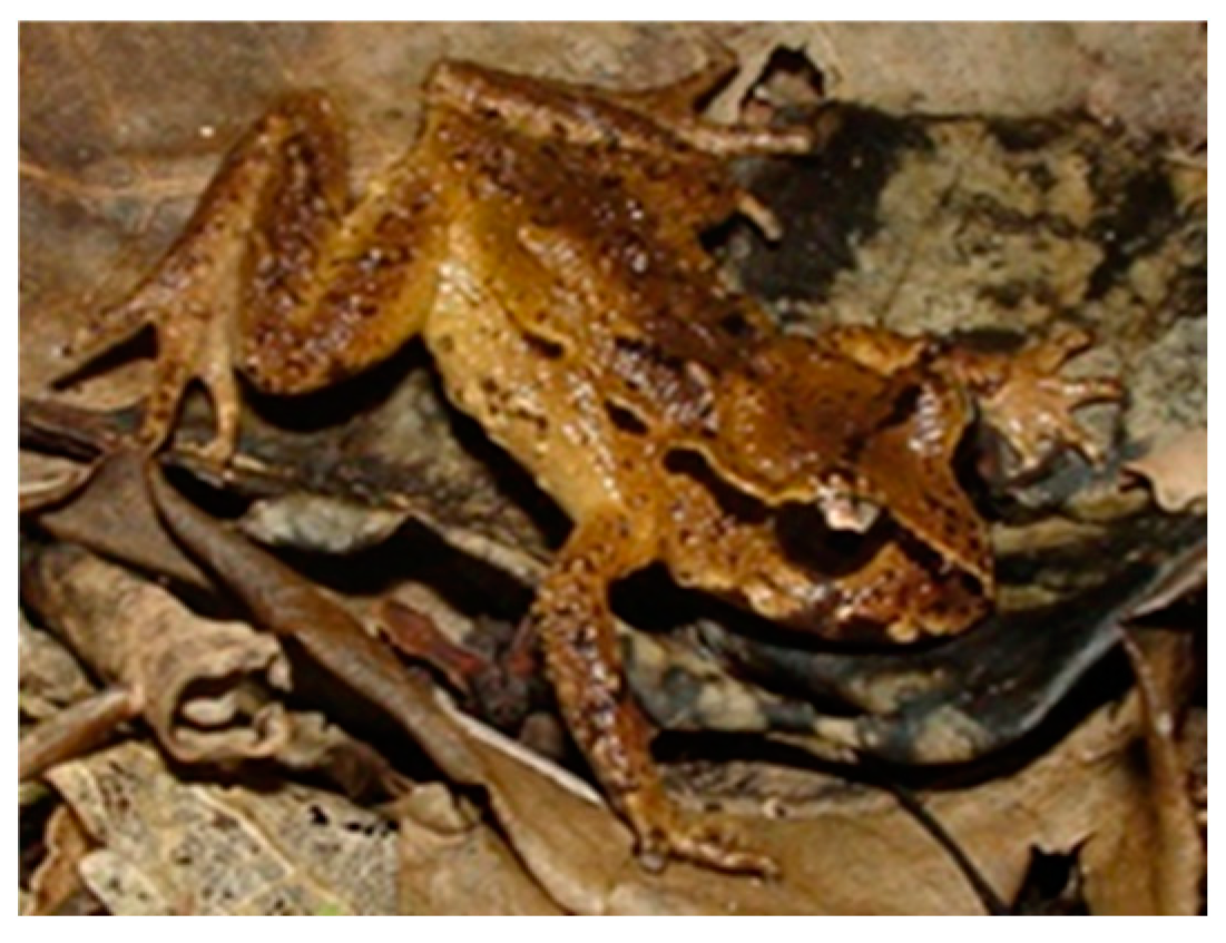 Preprints 118266 g006