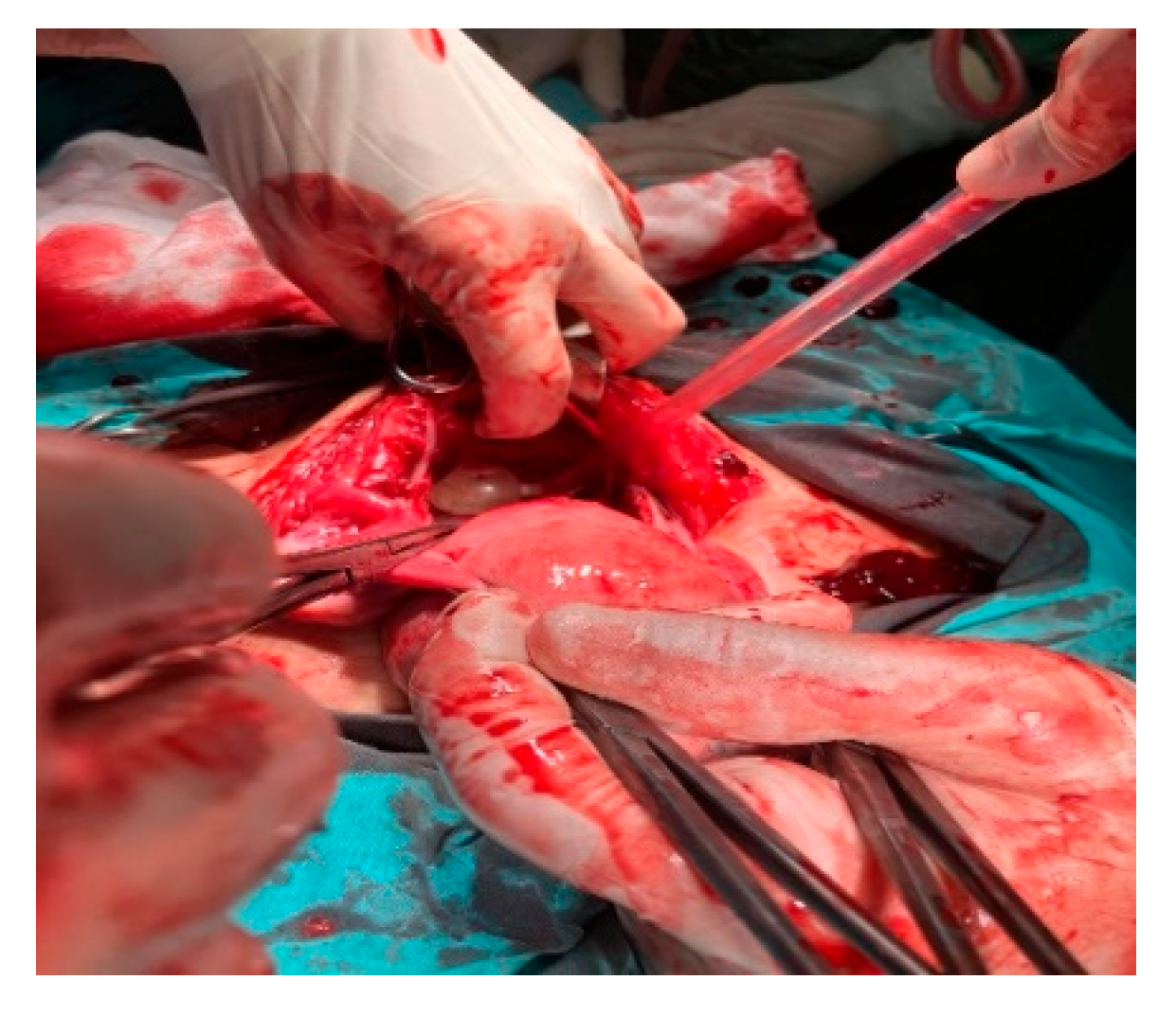 Preprints 188896 g001