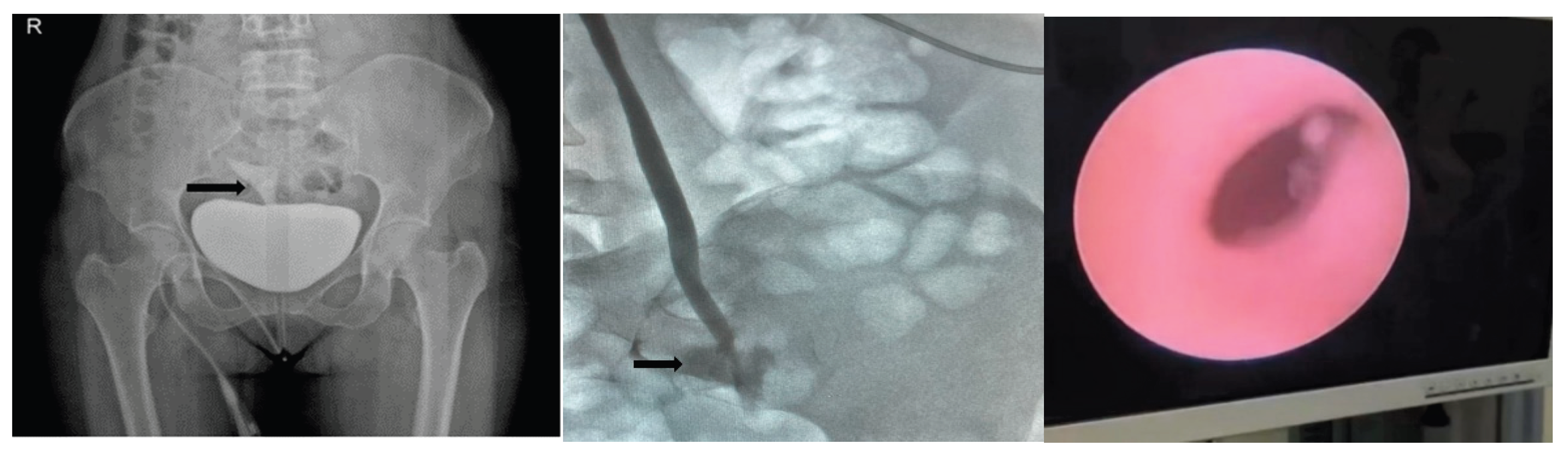 Preprints 188896 g002