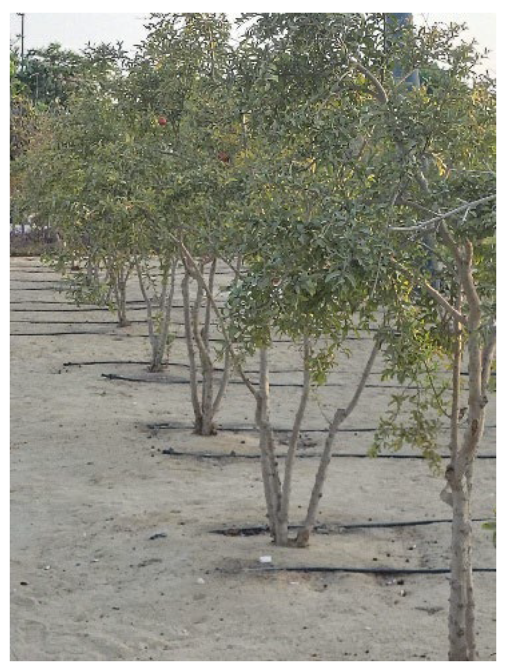 Preprints 197996 g011