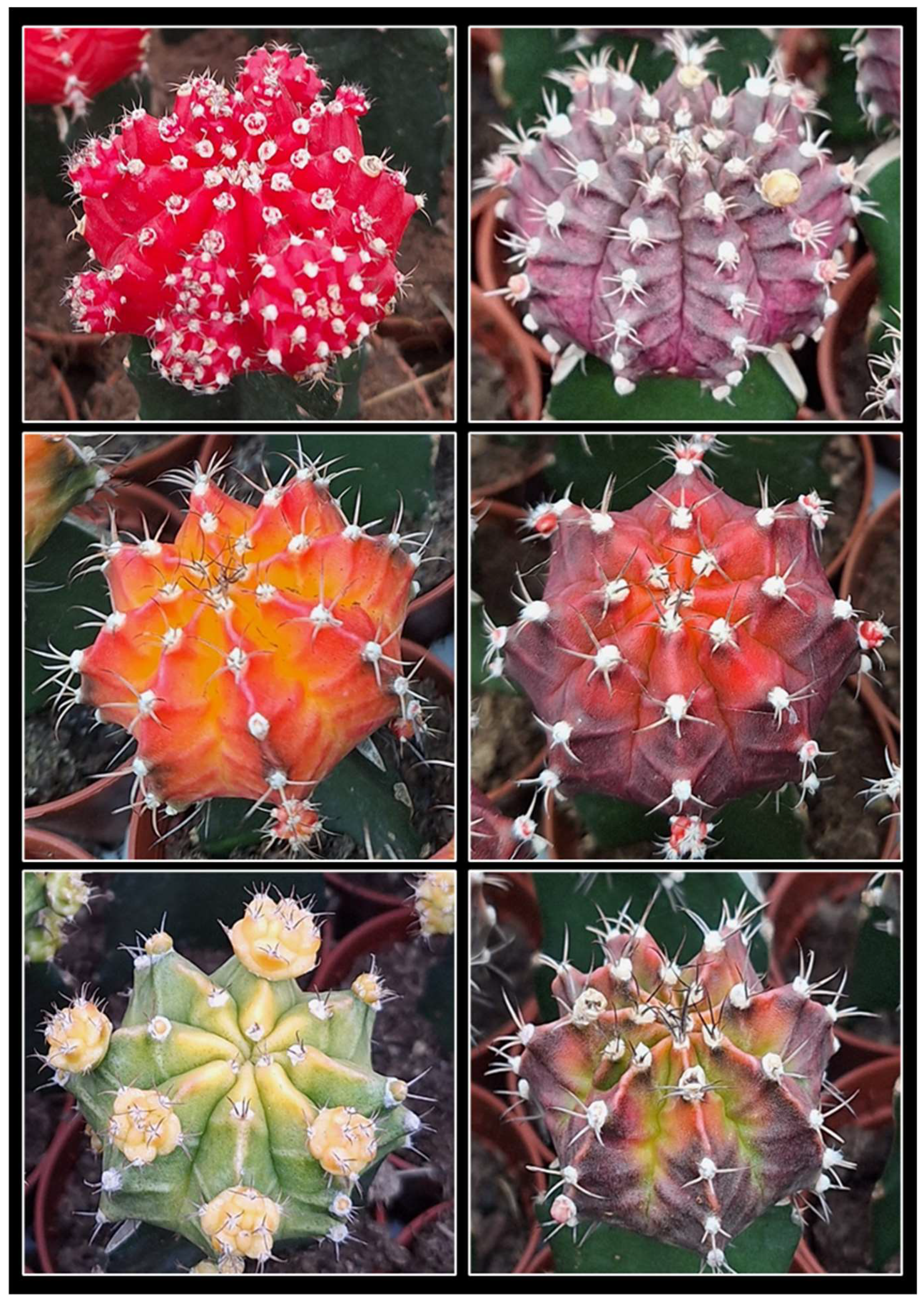 Preprints 147063 g001