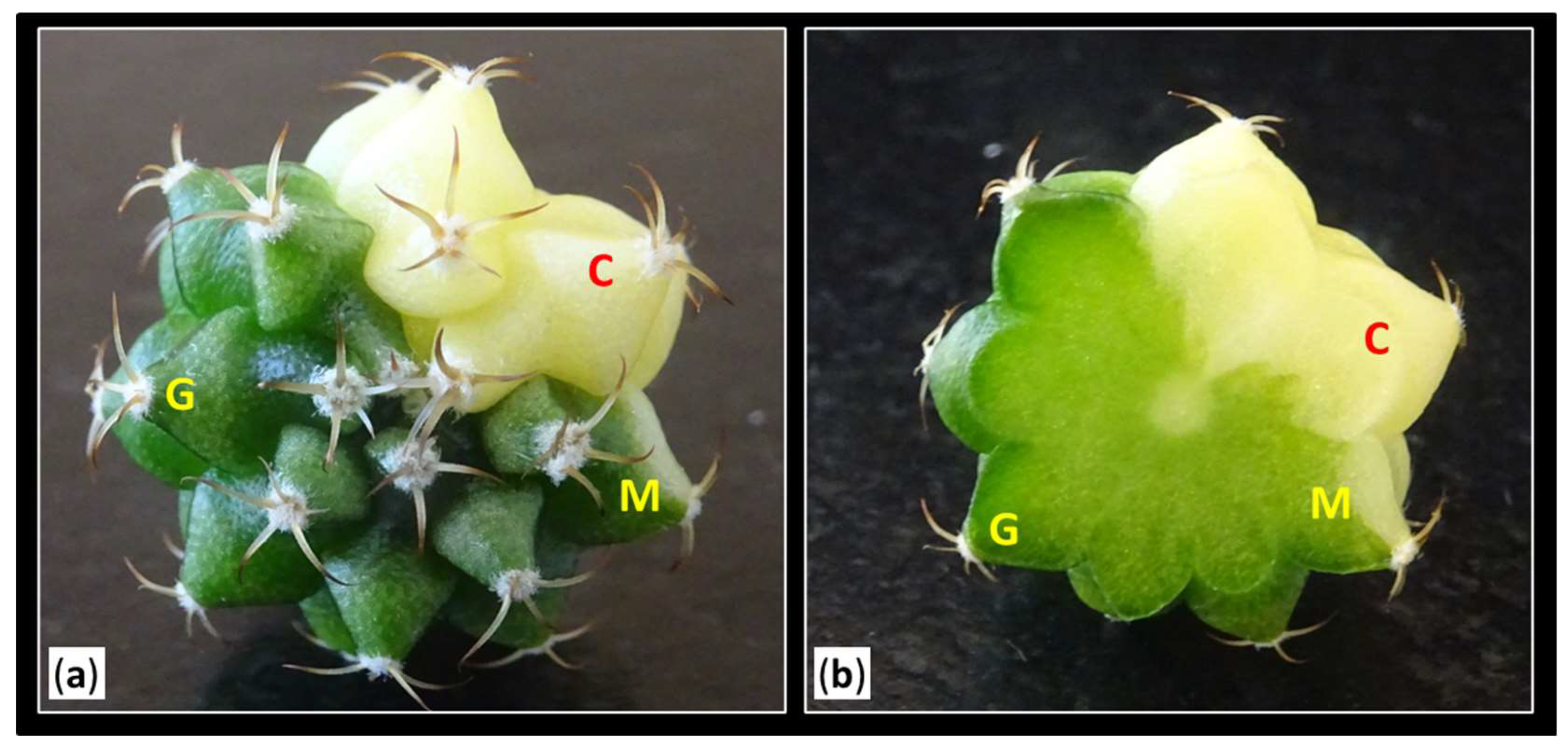 Preprints 147063 g007