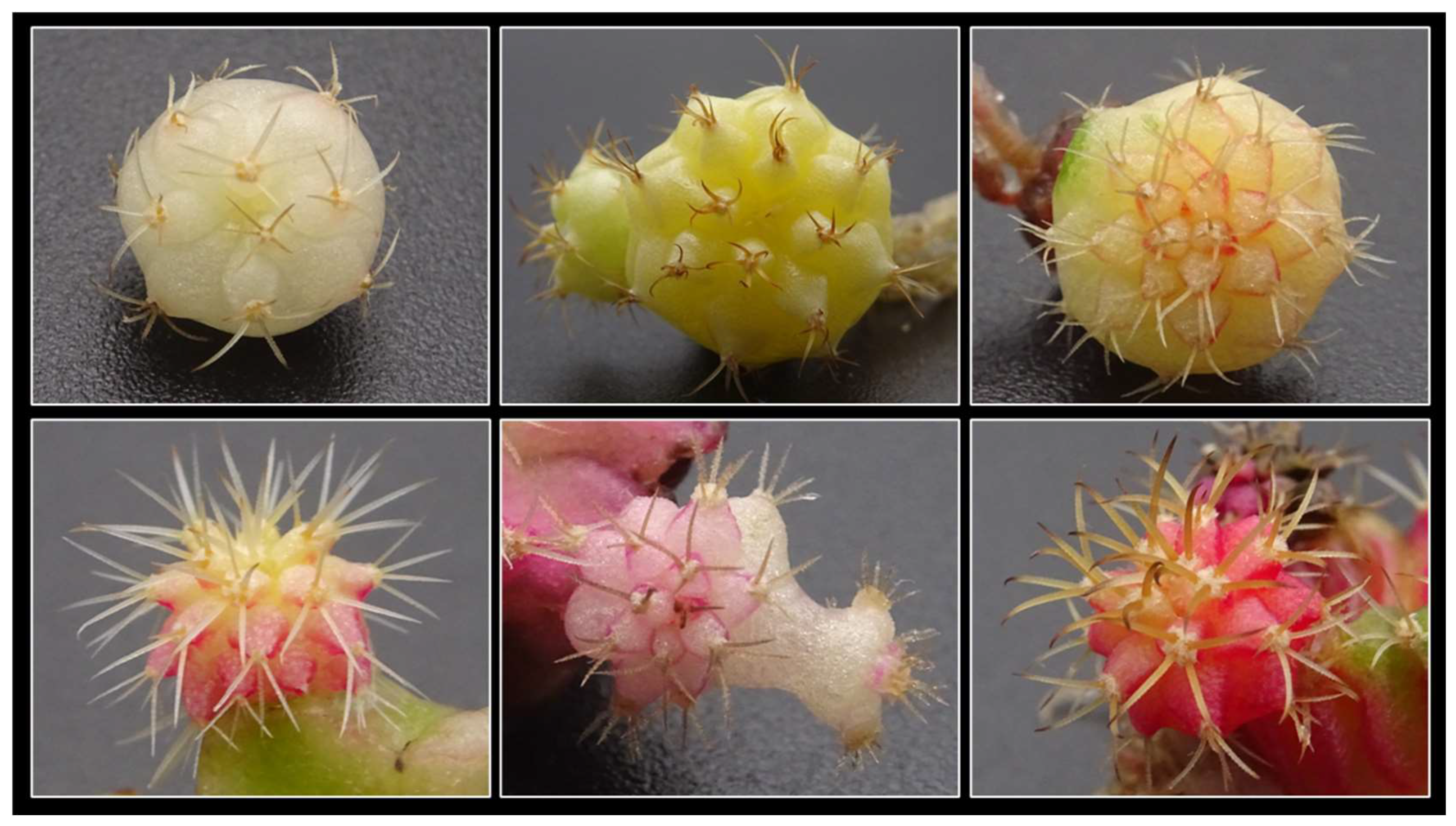 Preprints 147063 g008