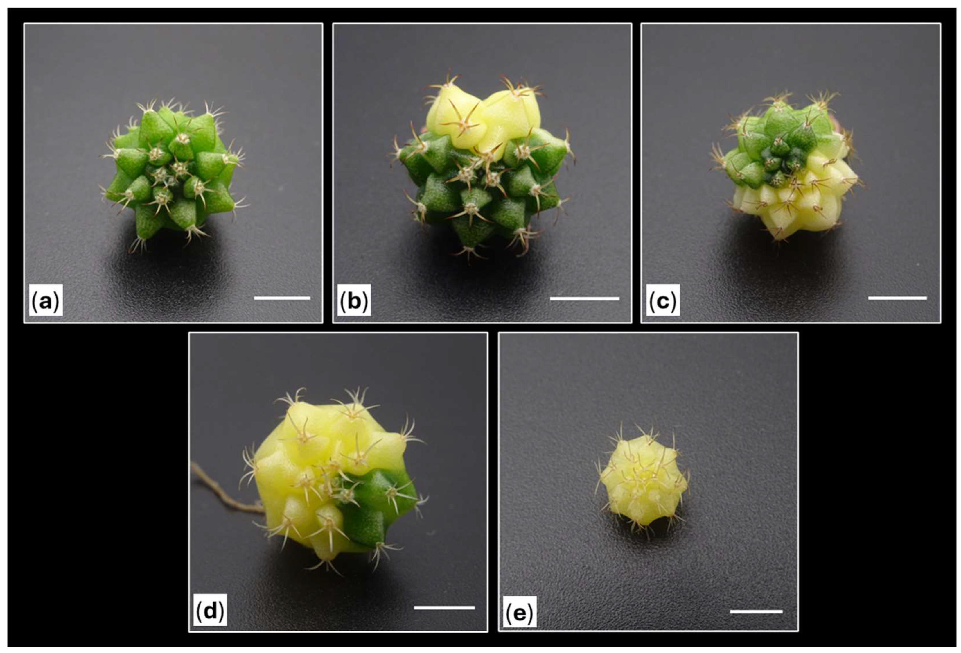 Preprints 147063 g009