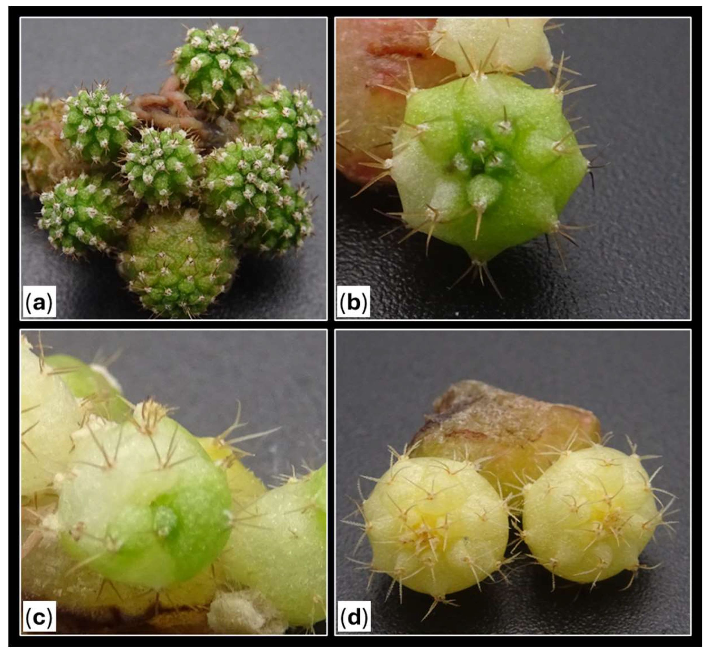 Preprints 147063 g010