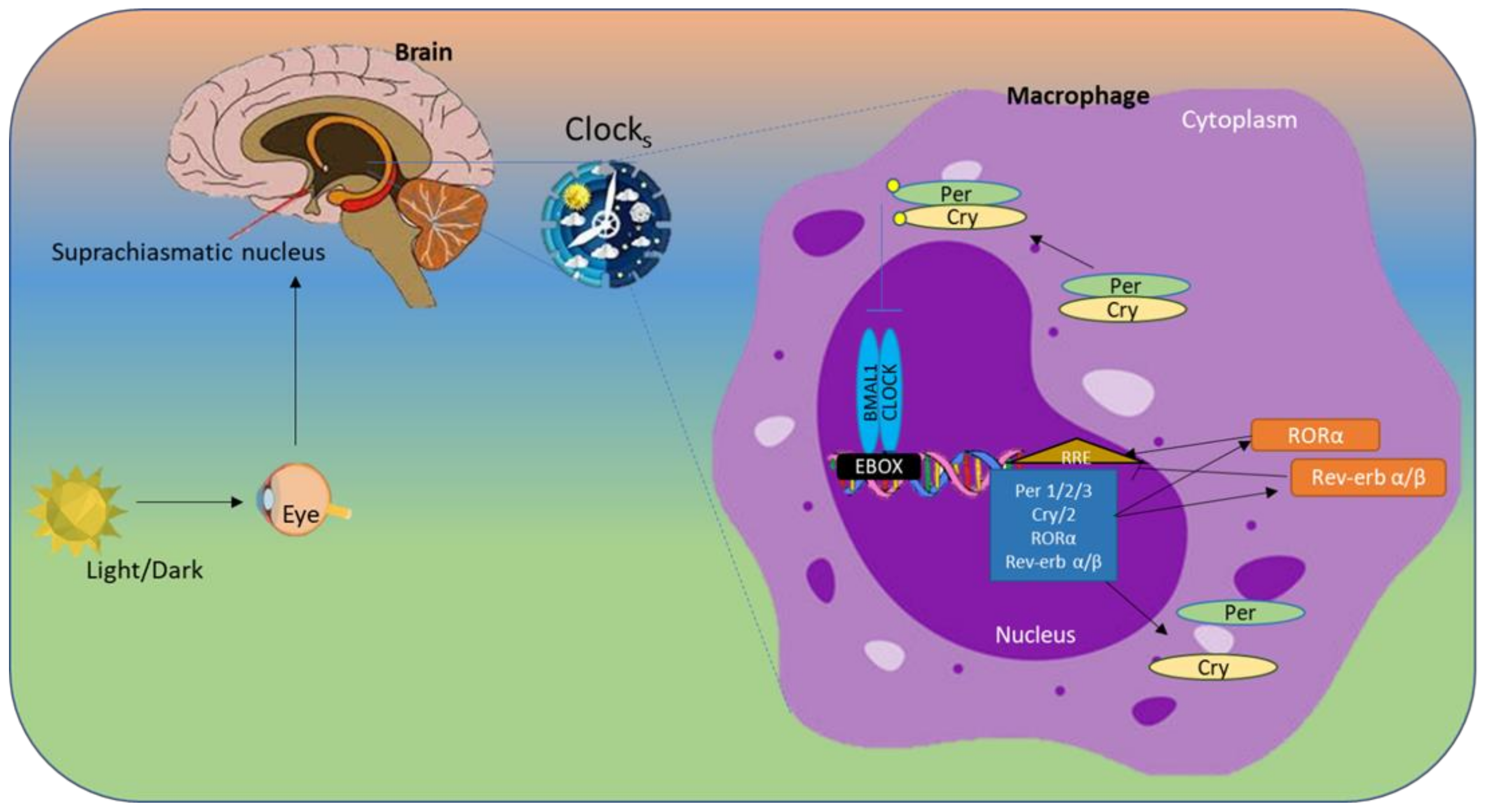 Preprints 141006 g002